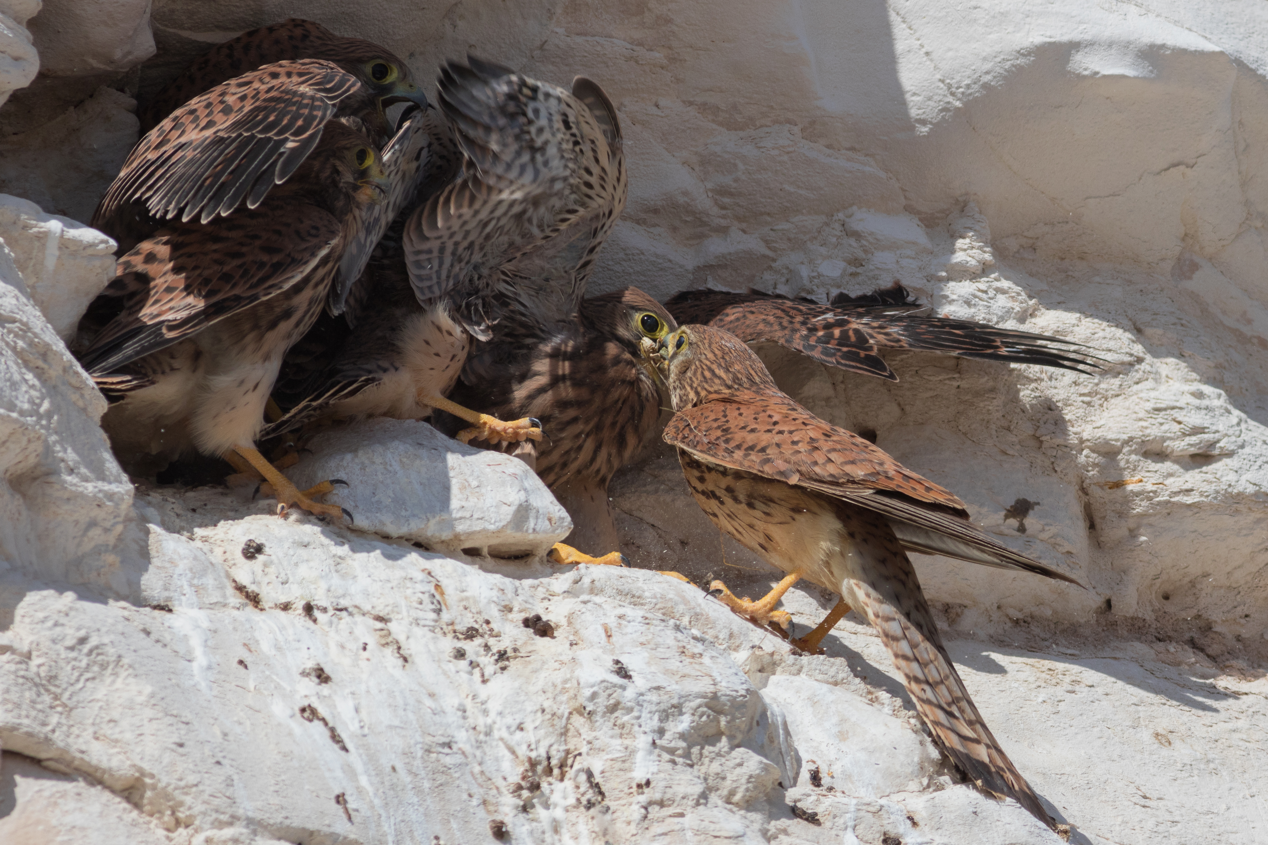 Falco naumanni Negev 4I5A8824