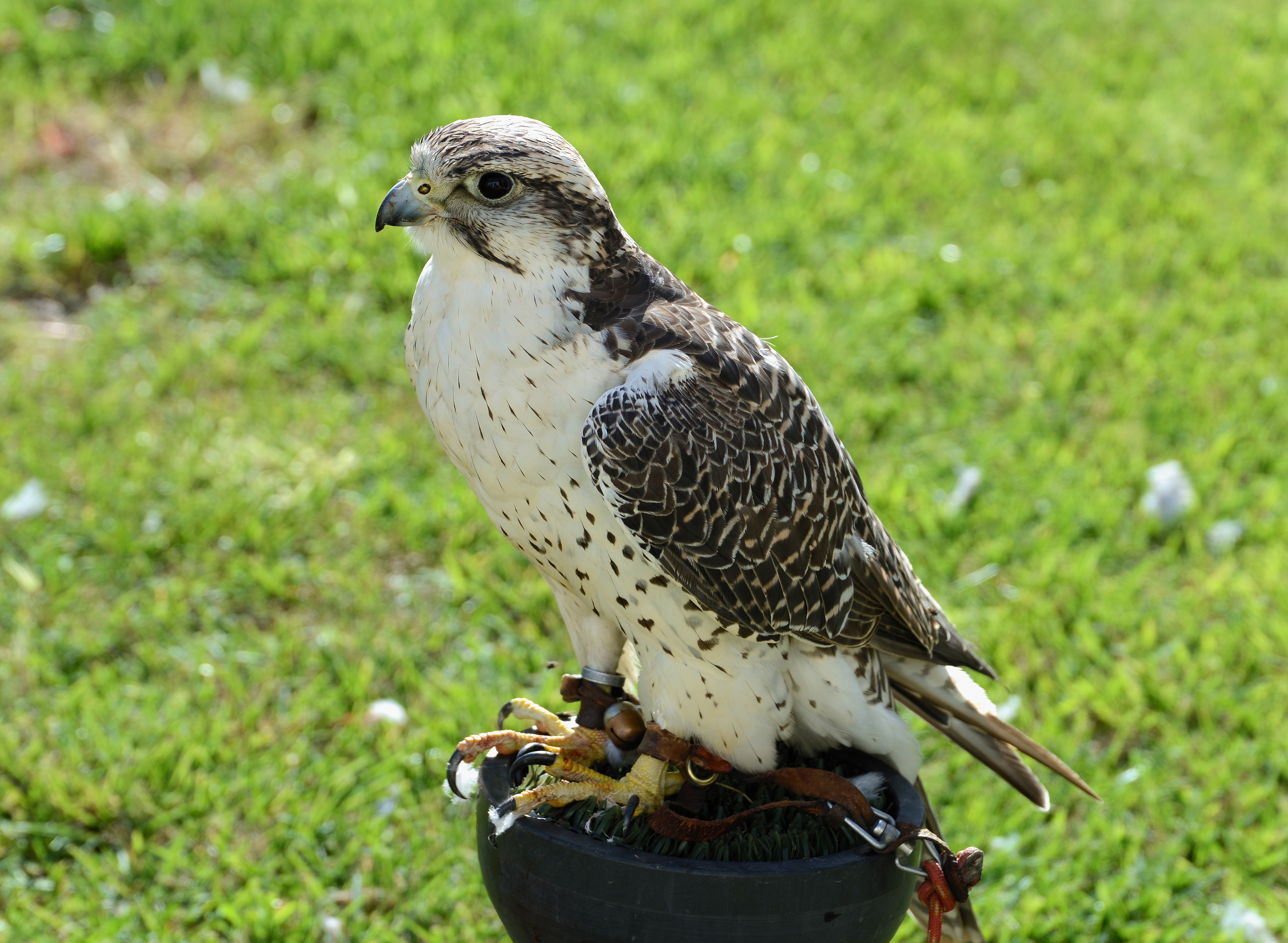 Falcon September 2014-3