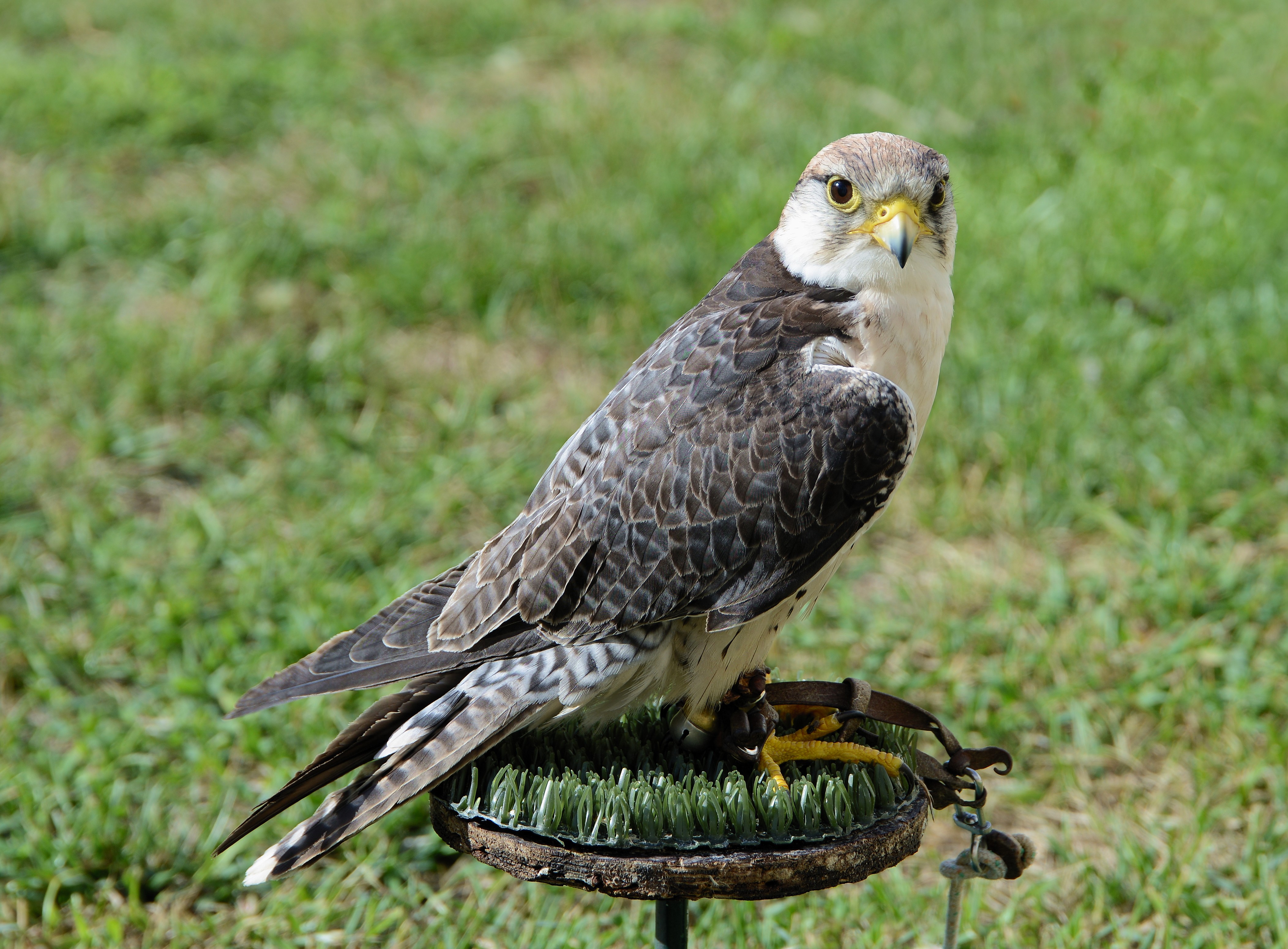 Falcon September 2014-5a