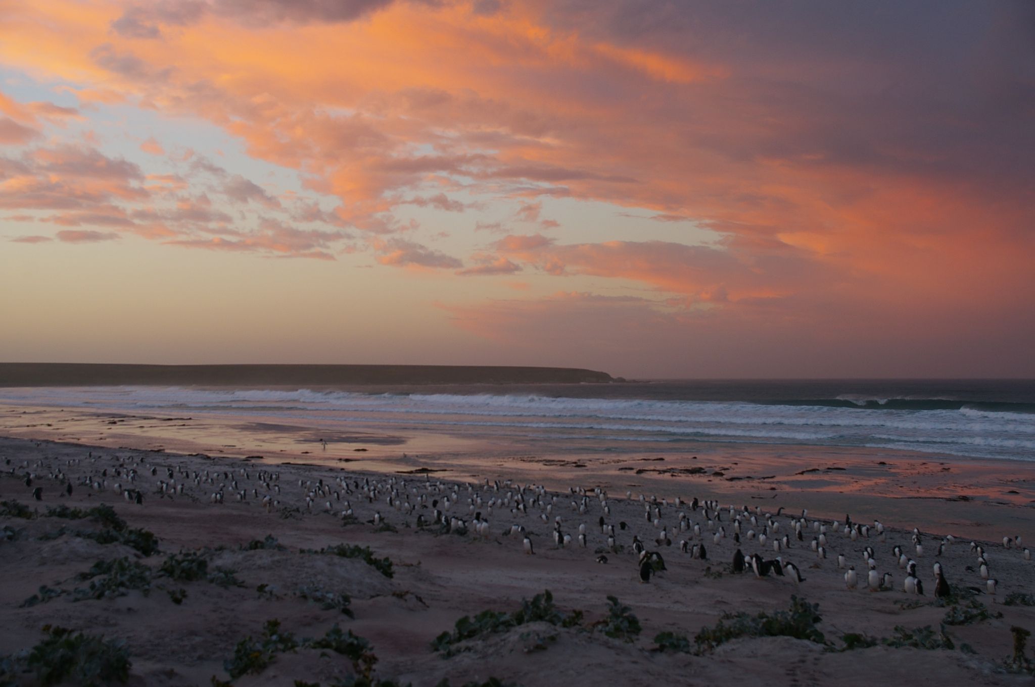 Falkland Islands Penguins 15