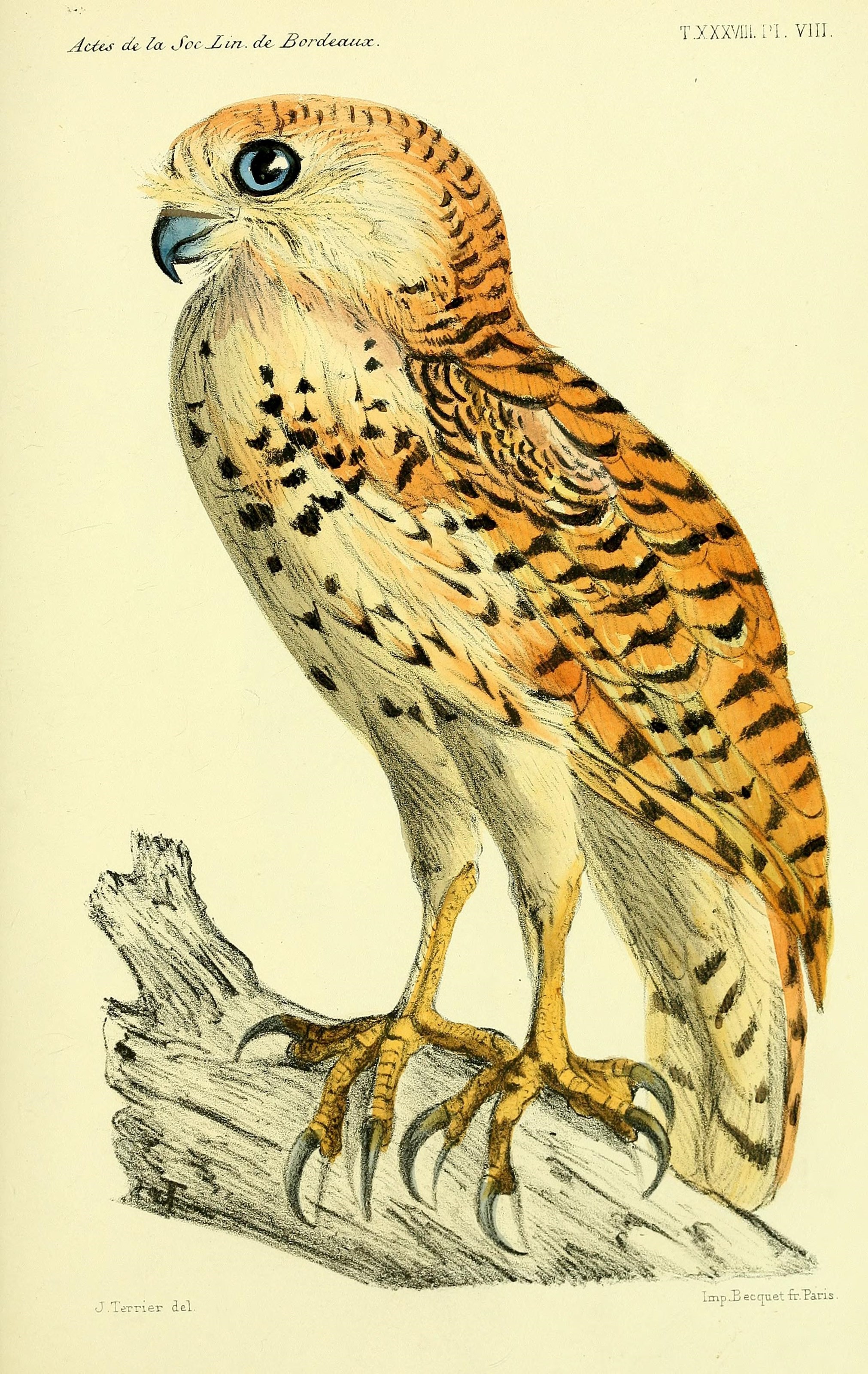 Faune de la Sénégambie (14280665979)