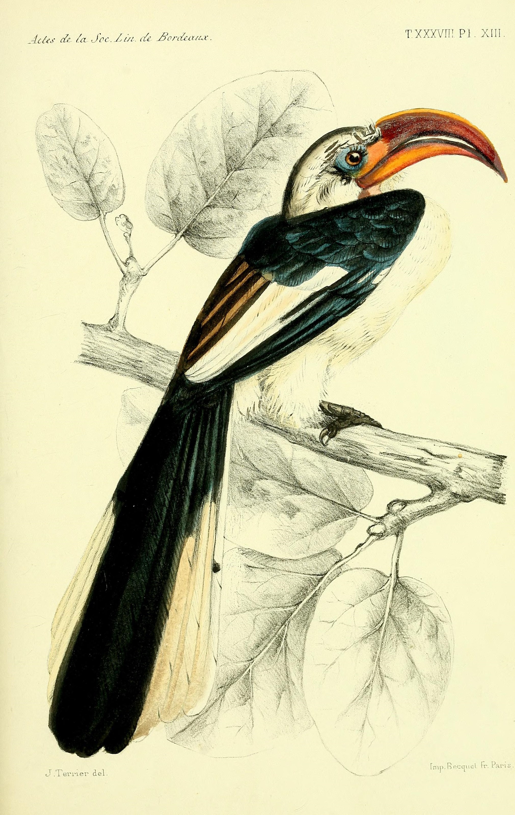 Faune de la Sénégambie (14280692860)
