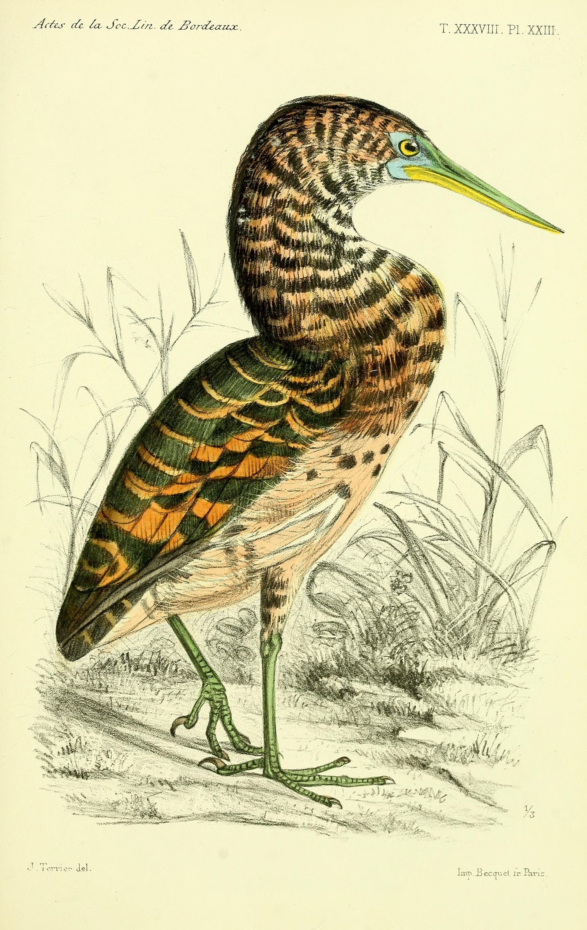 Faune de la Sénégambie (14280698869)