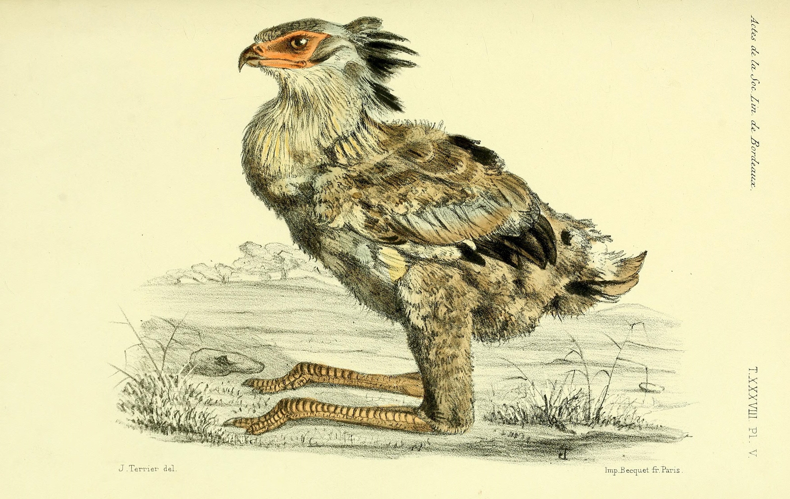 Faune de la Sénégambie (14280704888)
