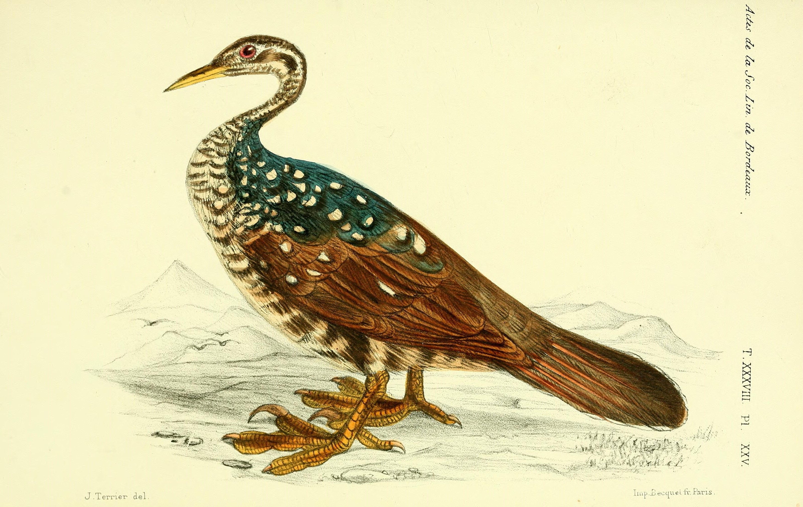 Faune de la Sénégambie (14280747958)