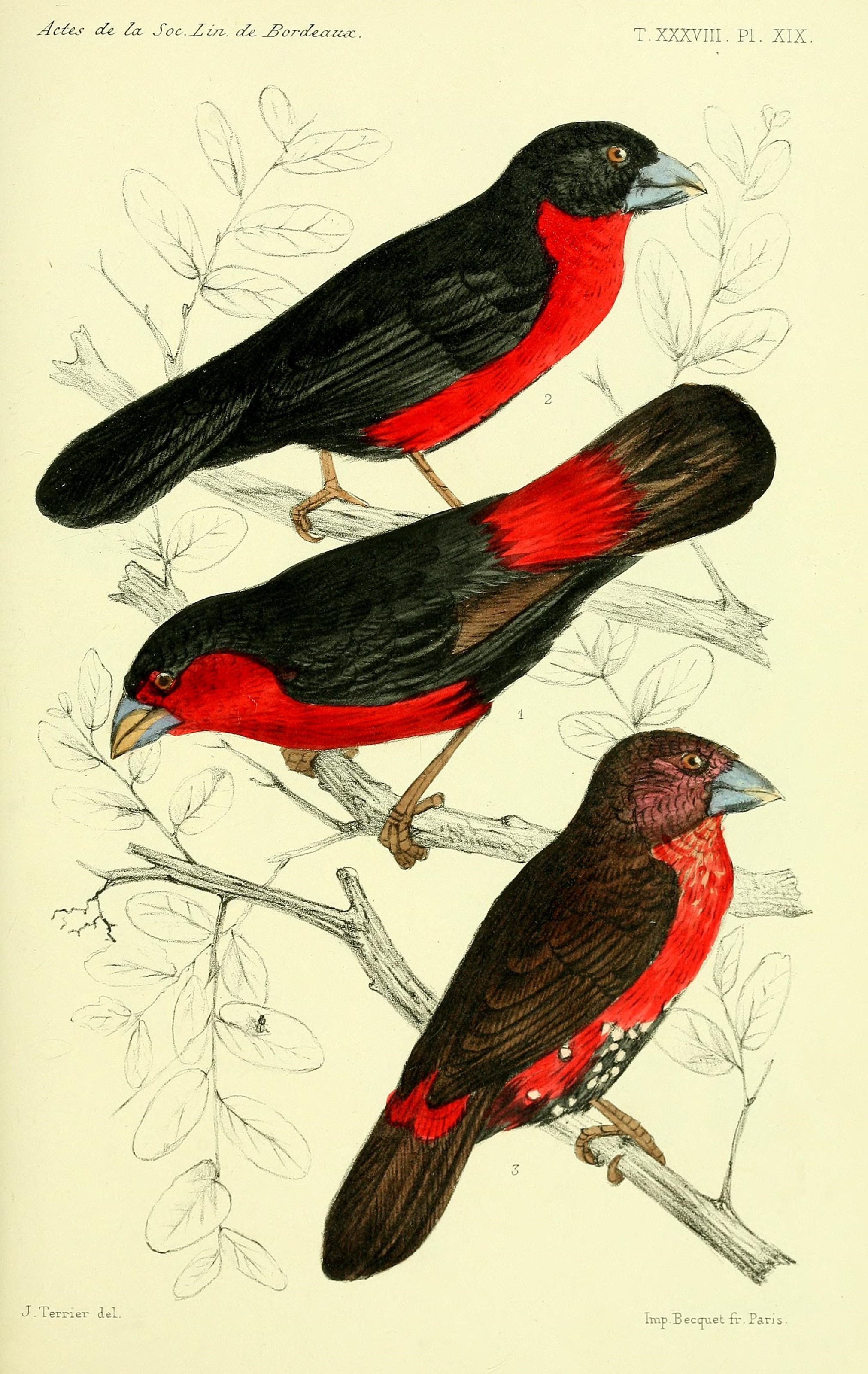 Faune de la Sénégambie (14280868807)