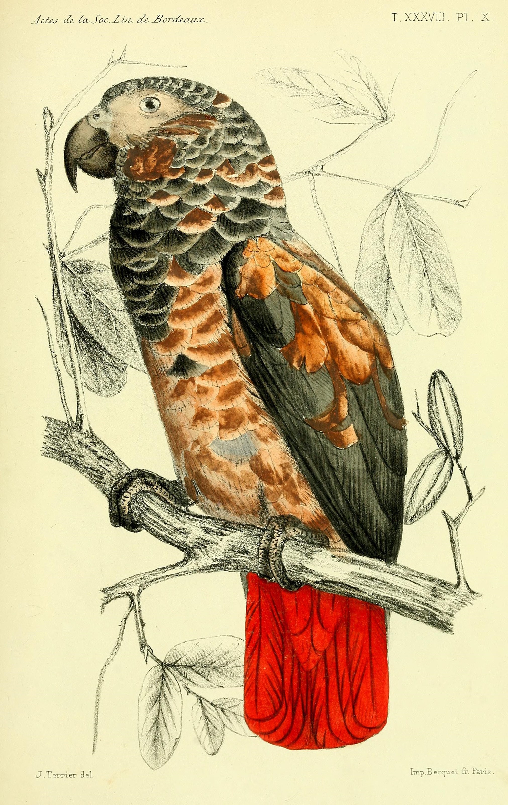Faune de la Sénégambie (14444200366)
