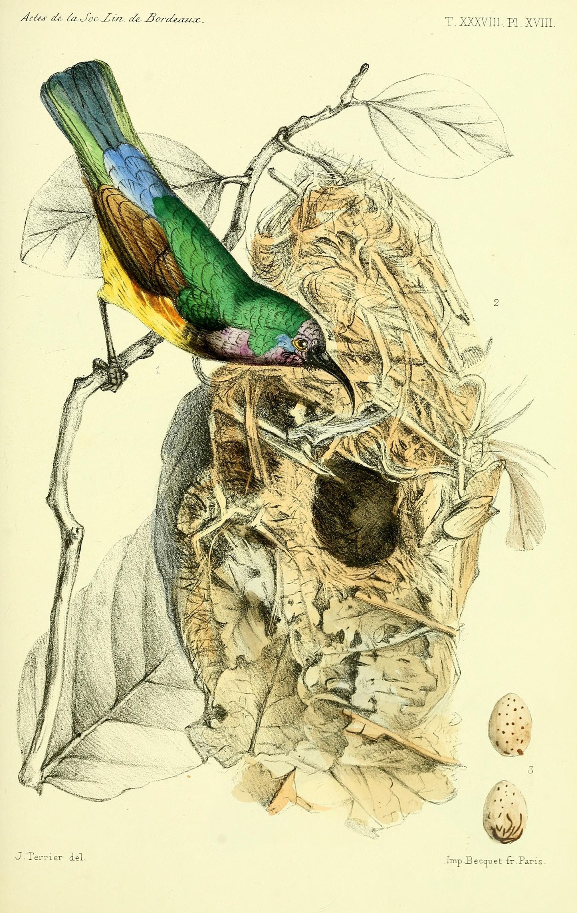 Faune de la Sénégambie (14444218676)