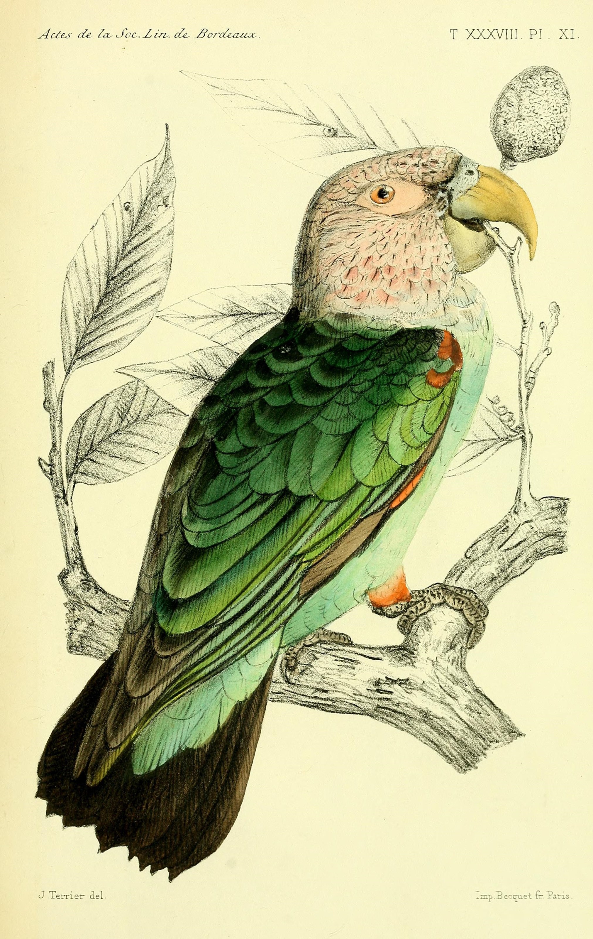 Faune de la Sénégambie (14463943511)