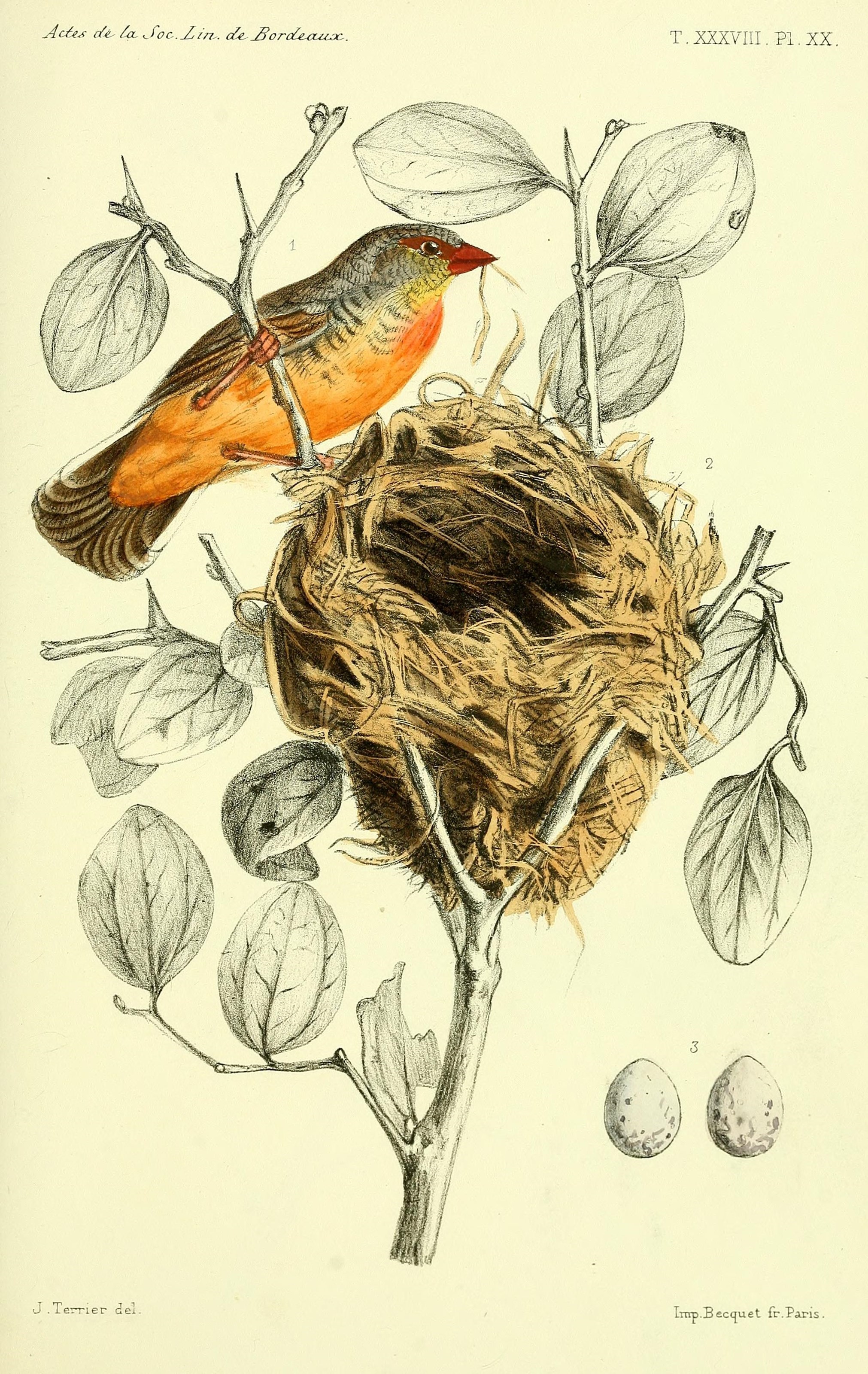 Faune de la Sénégambie (14463963331)