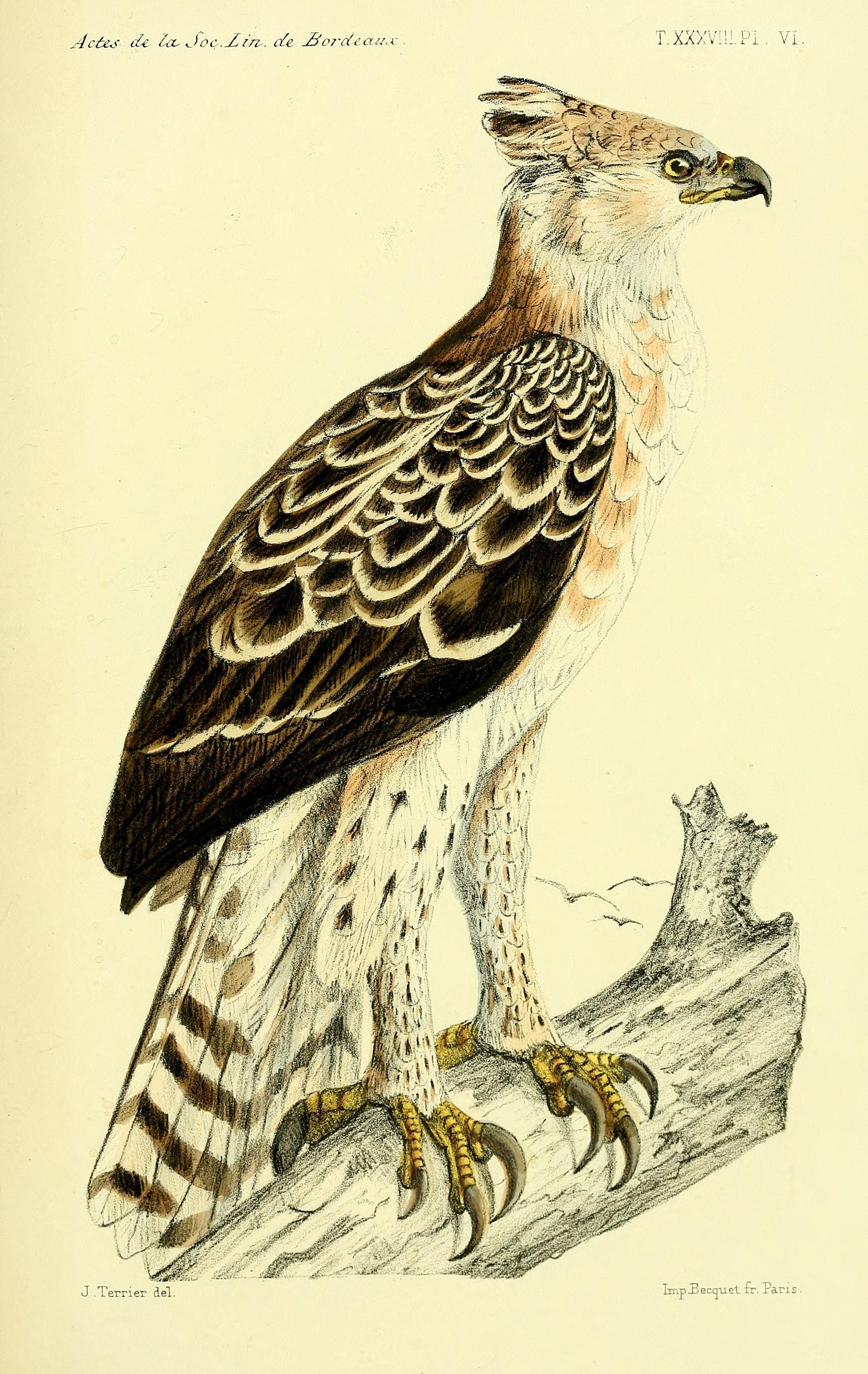 Faune de la Sénégambie (14466137264)