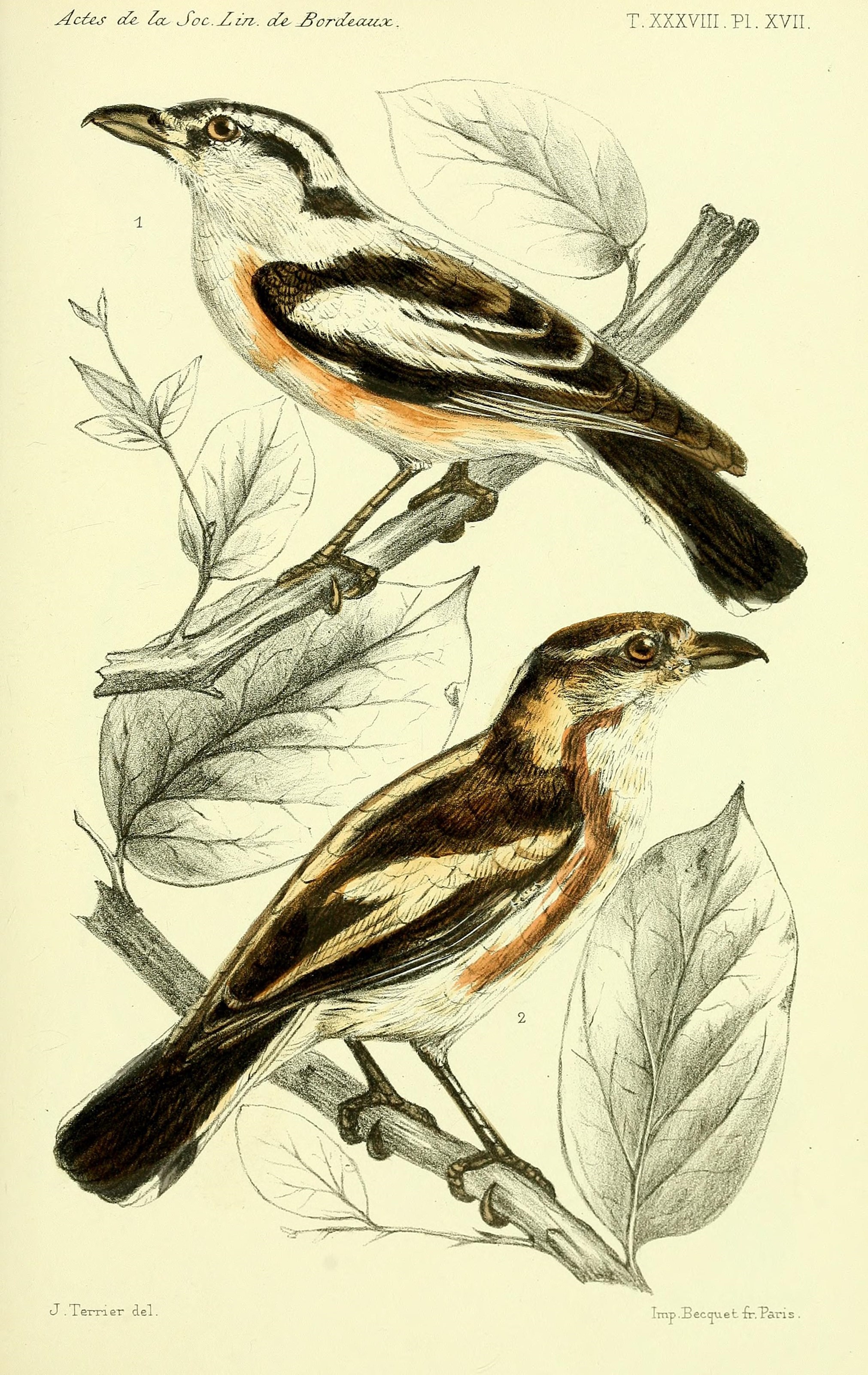 Faune de la Sénégambie (14466161494)
