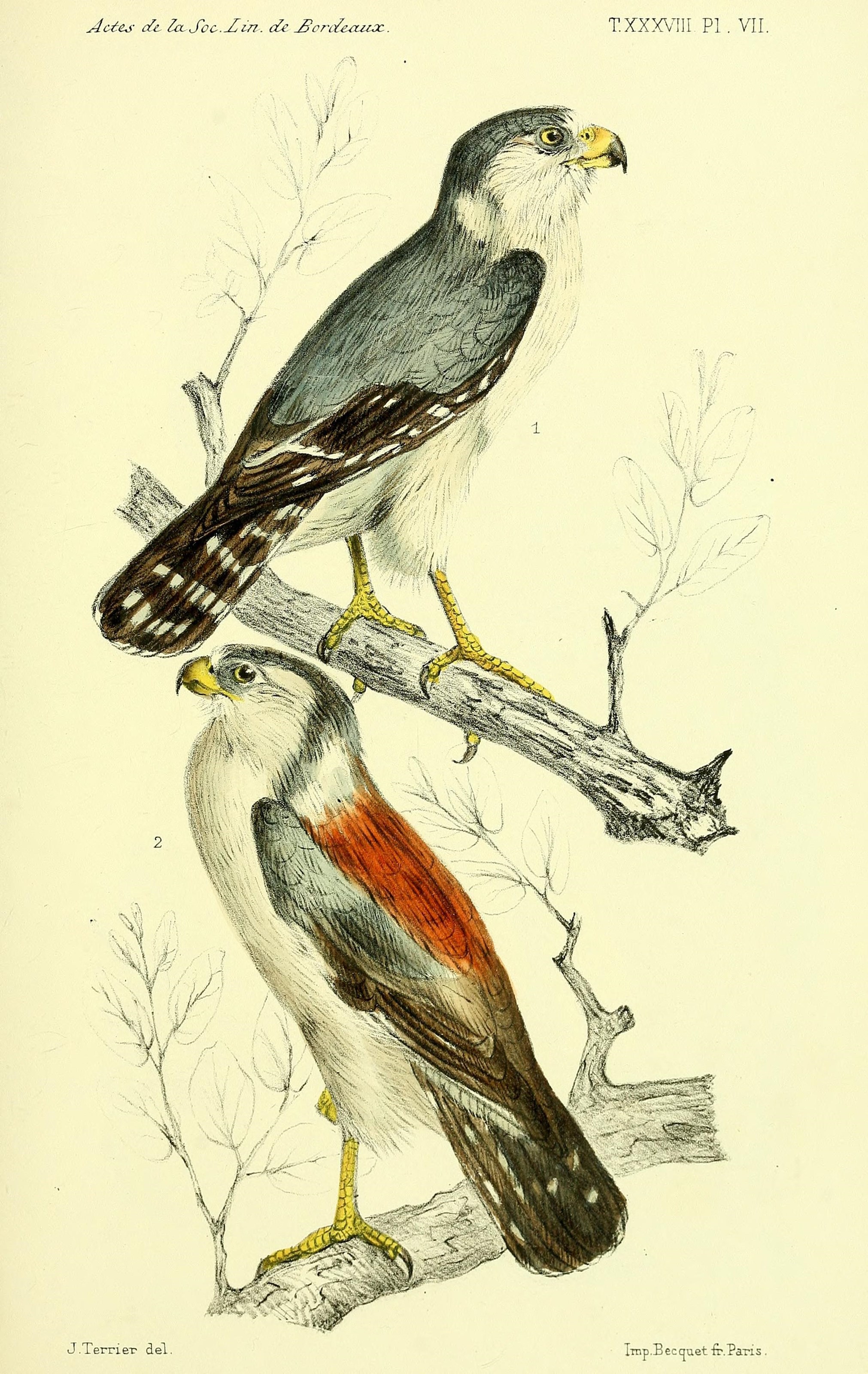 Faune de la Sénégambie (14467297735)