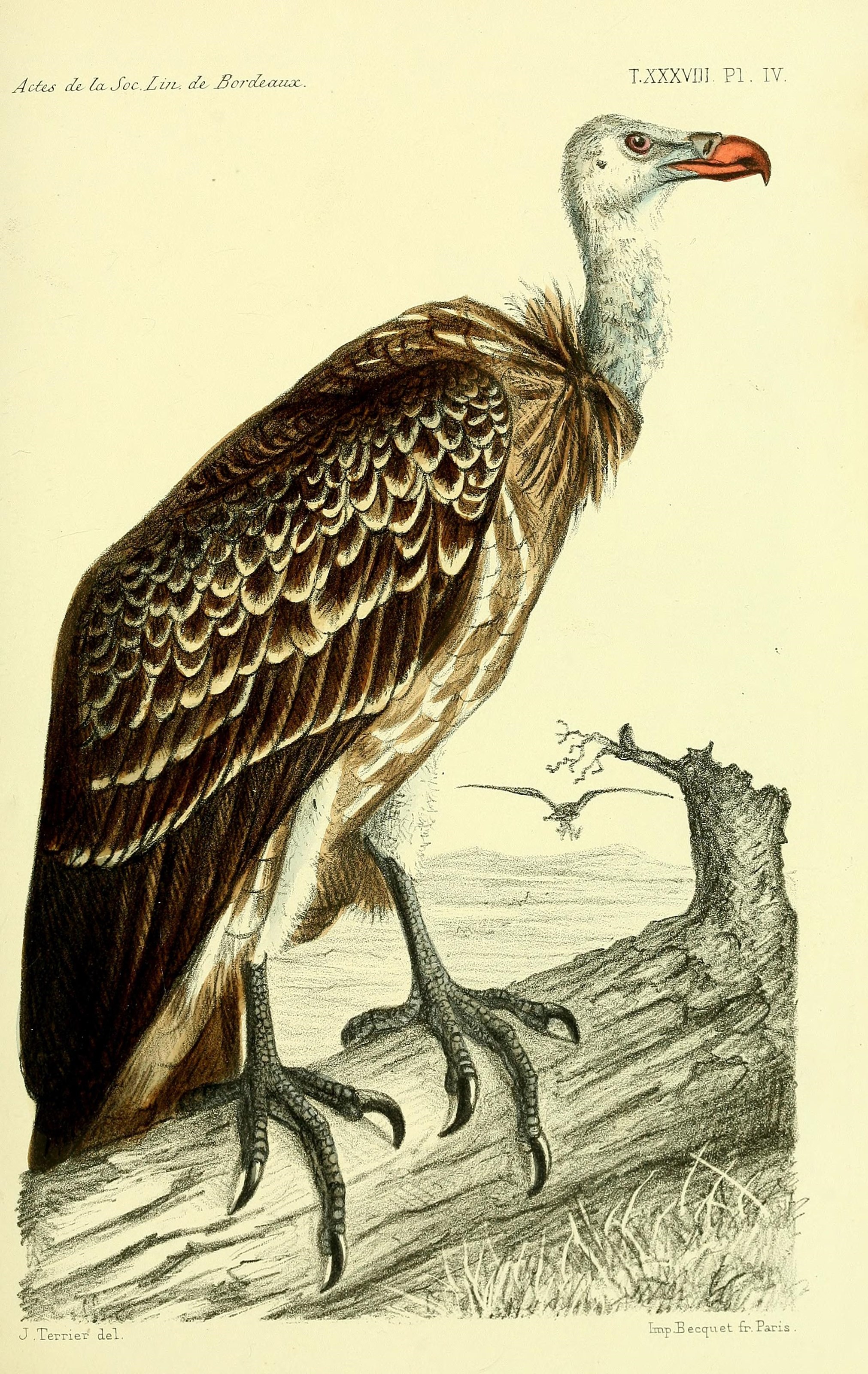 Faune de la Sénégambie (14487437643)