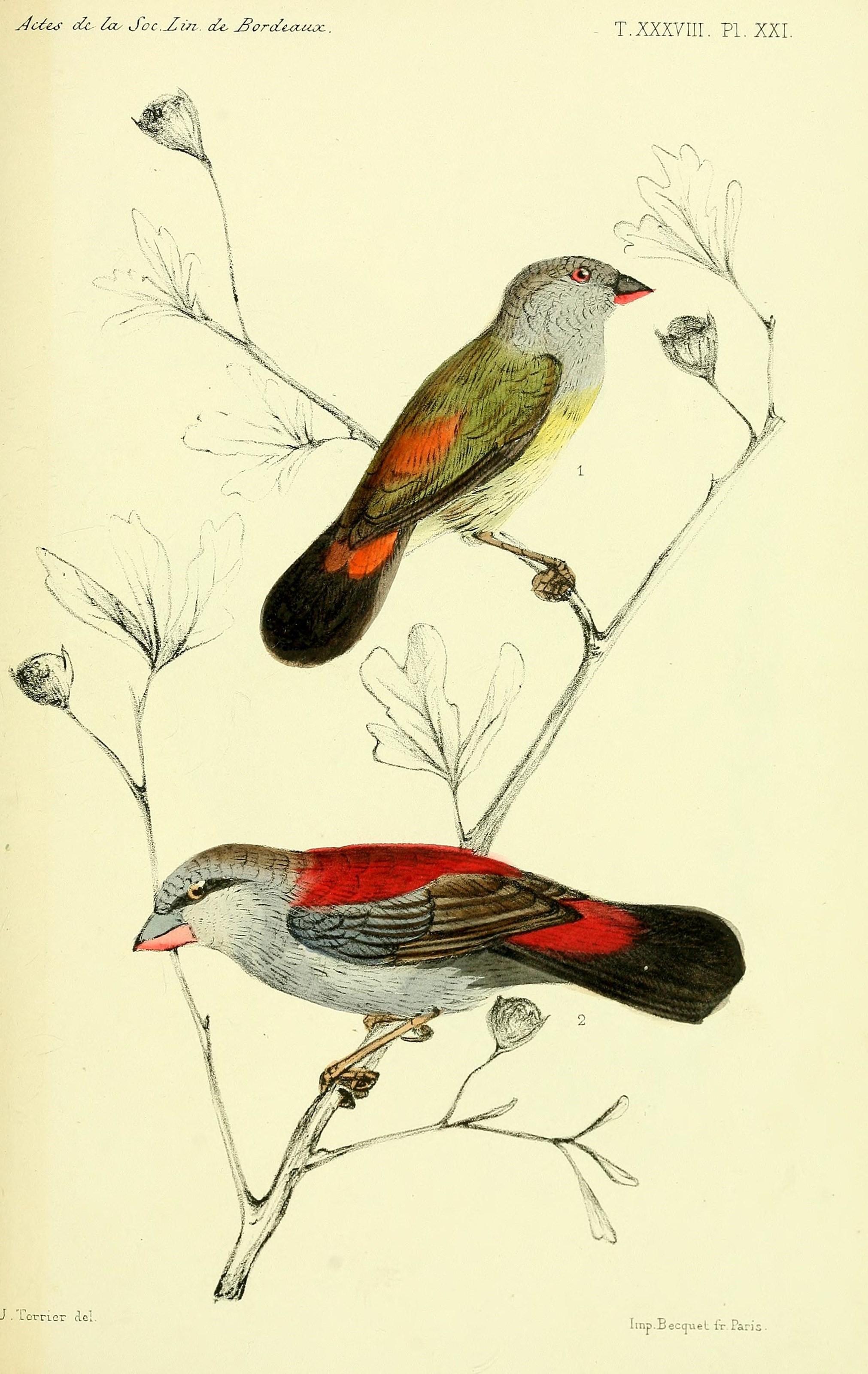 Faune de la Sénégambie (14487473453)