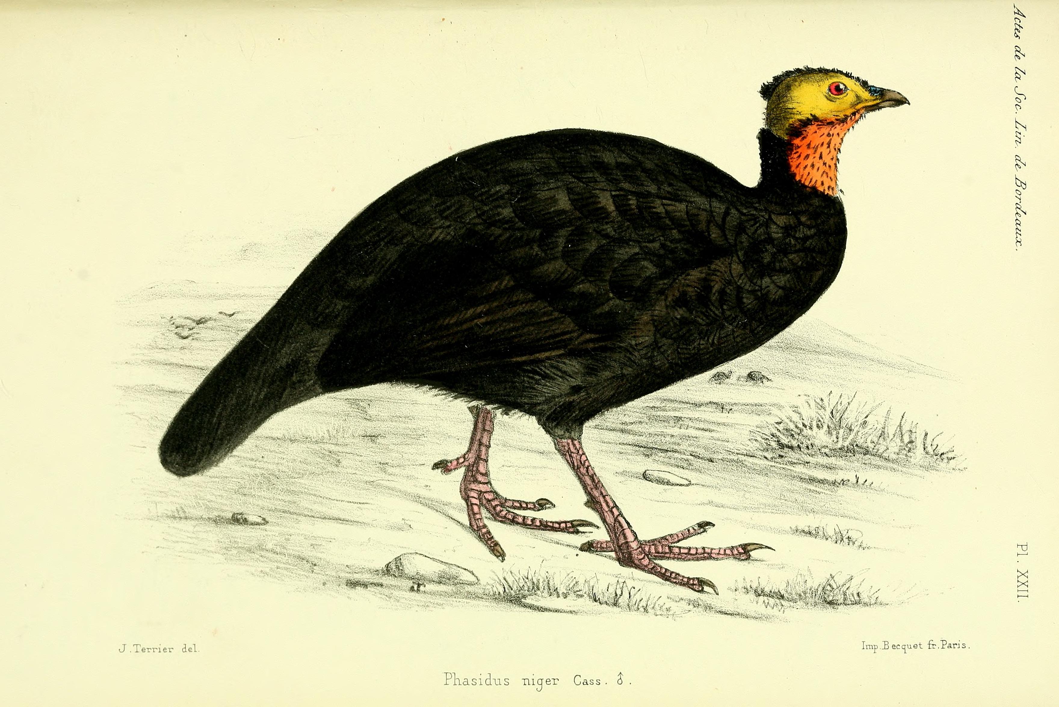 Faune de la Sénégambie (Planche XXII) BHL34755843