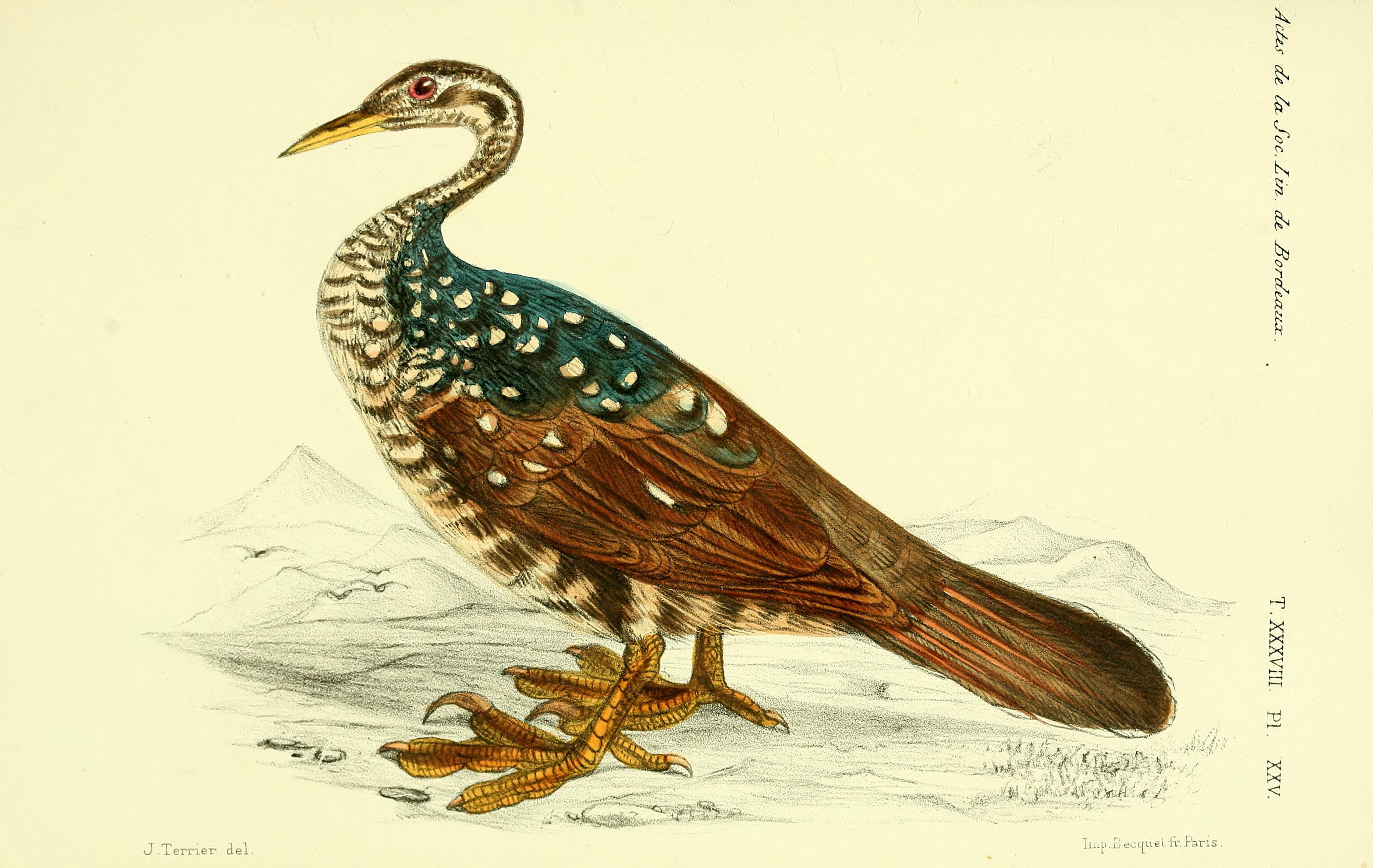 Faune de la Sénégambie (Planche XXV) BHL34755849