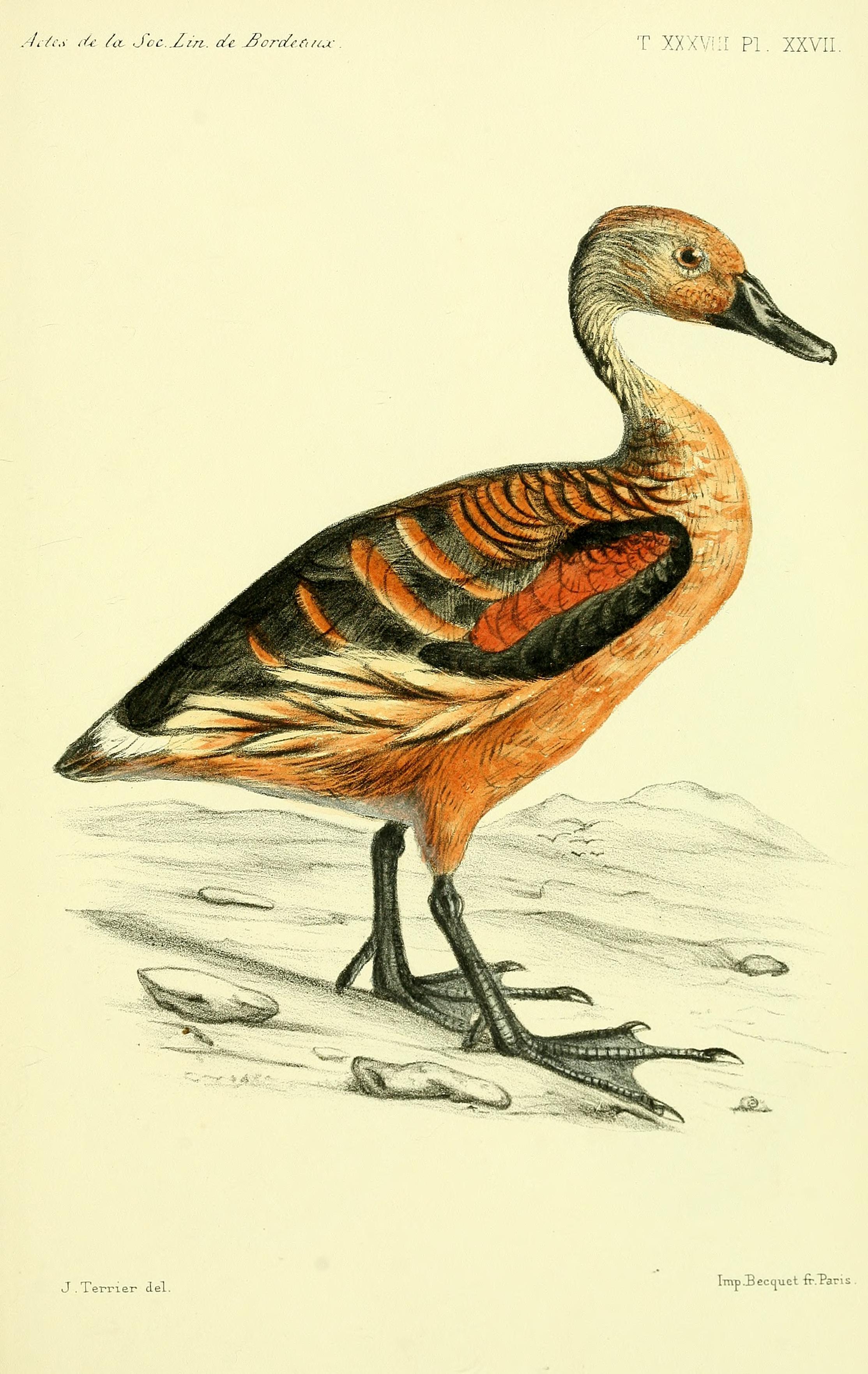 Faune de la Sénégambie (Planche XXVII) BHL34755853