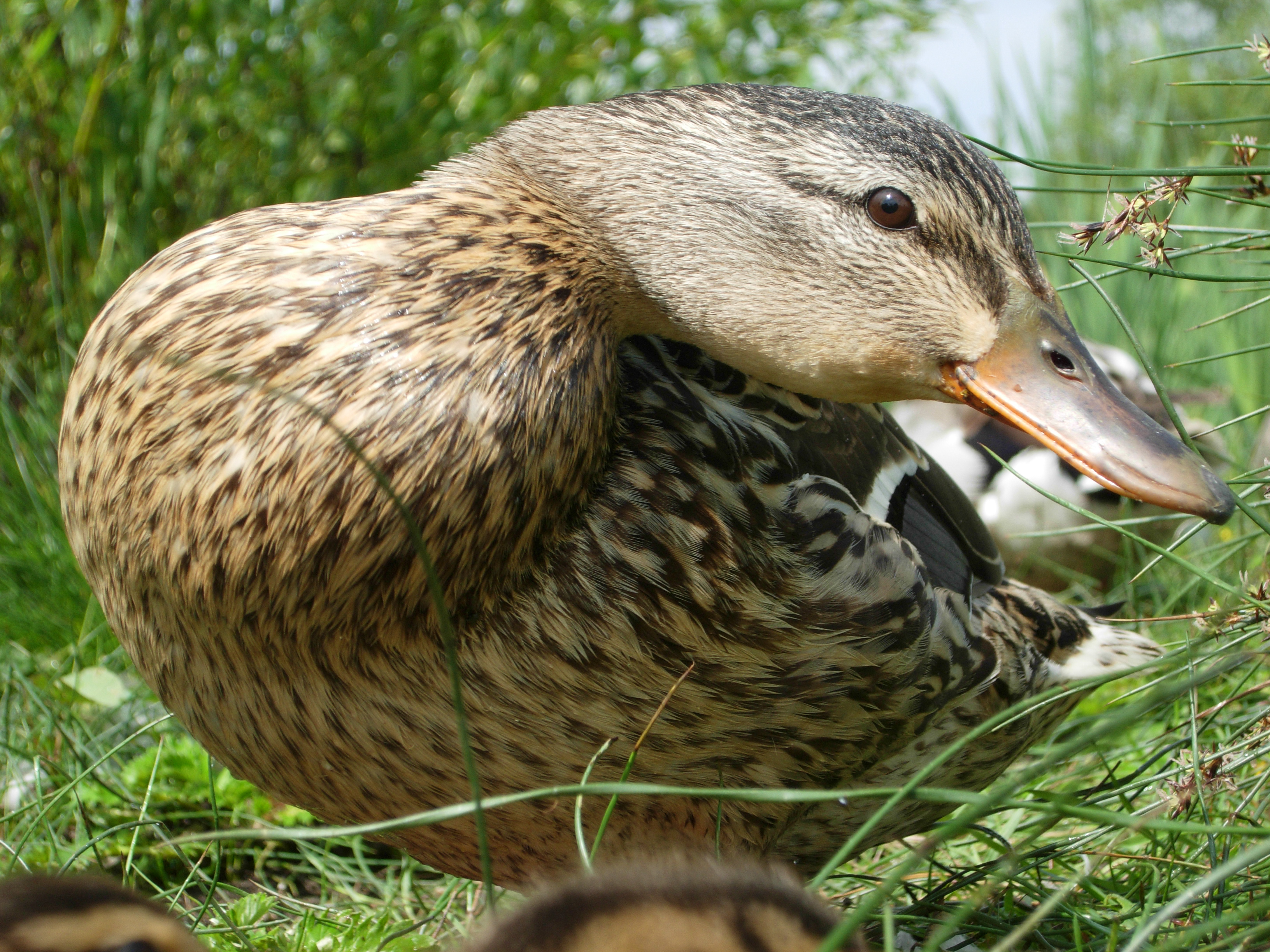 Female Mallard close-up (8550119225)