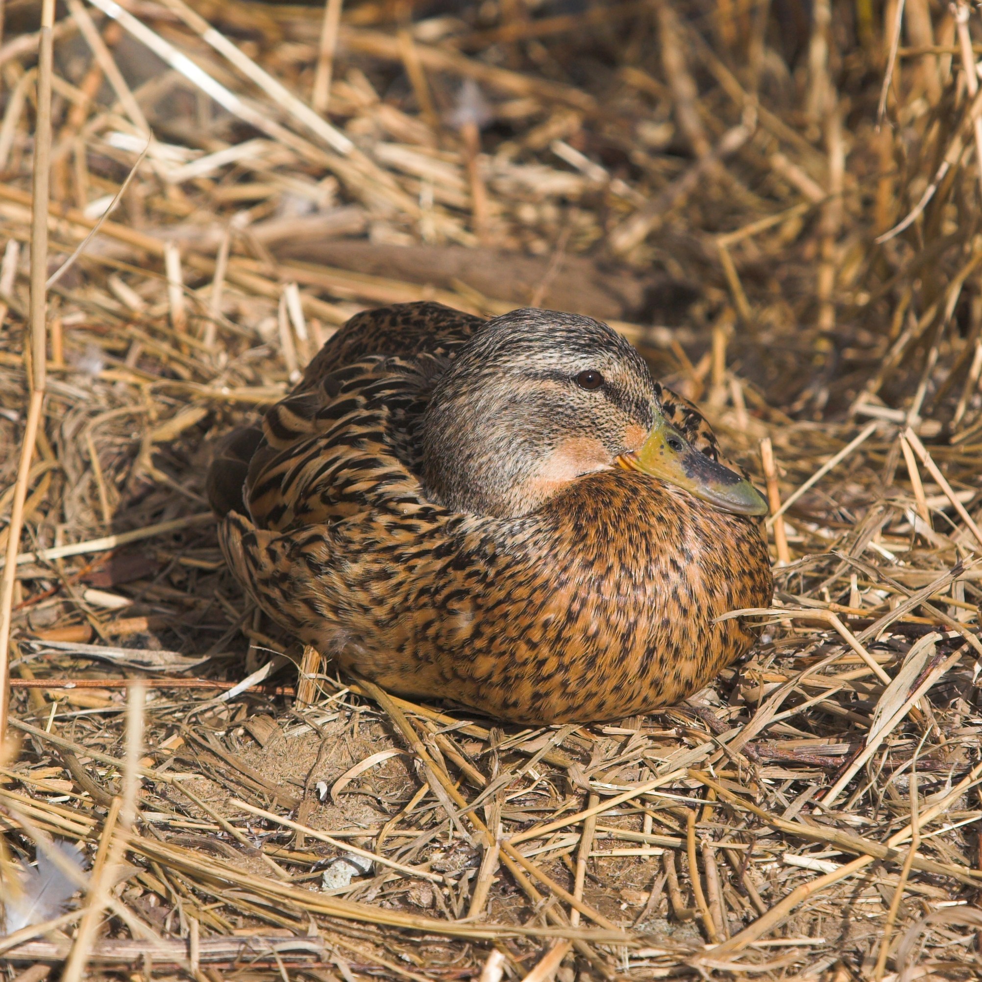 Female Mallard wiki