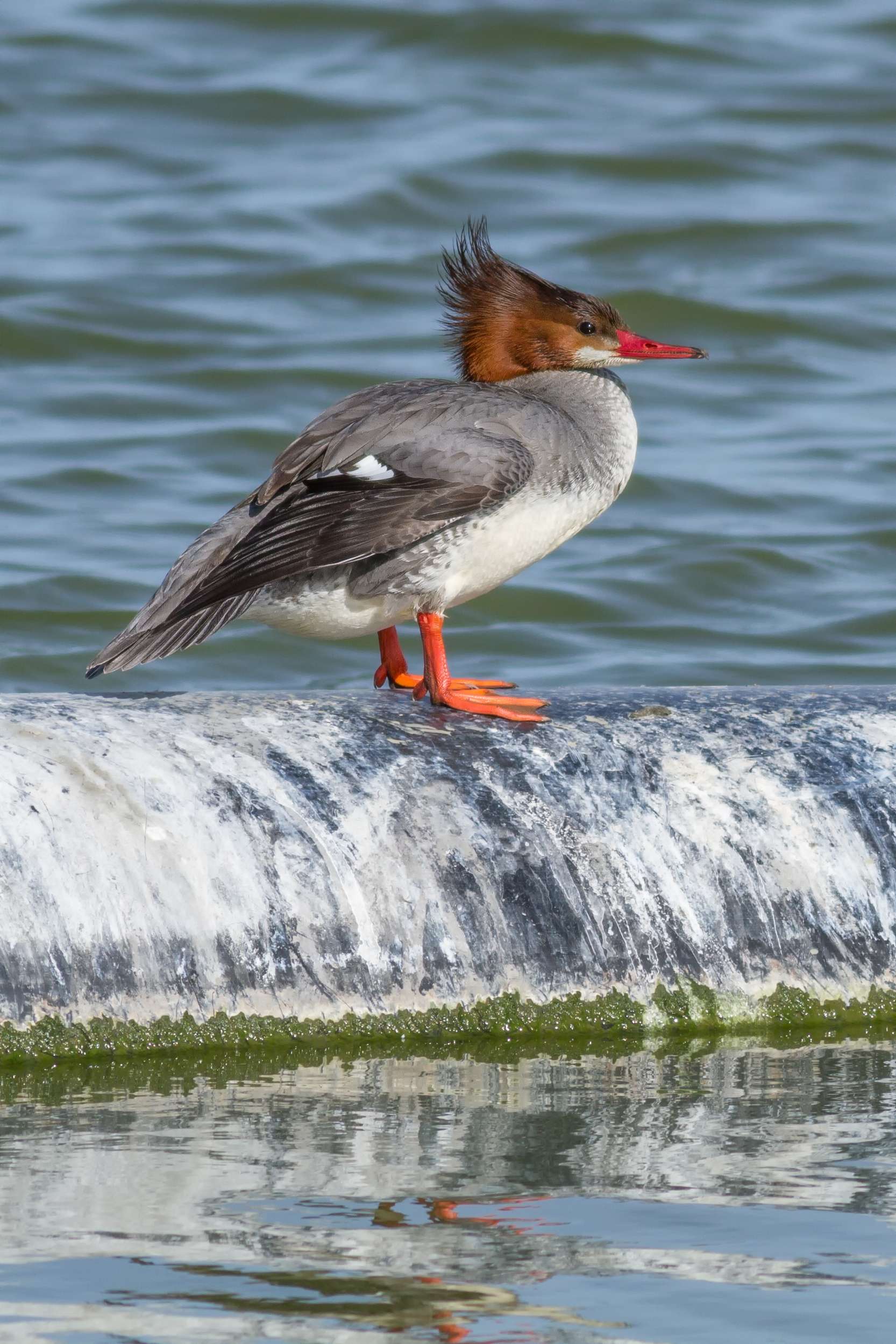 Female Mergus merganser americanus at Las Gallinas Wildlife Ponds