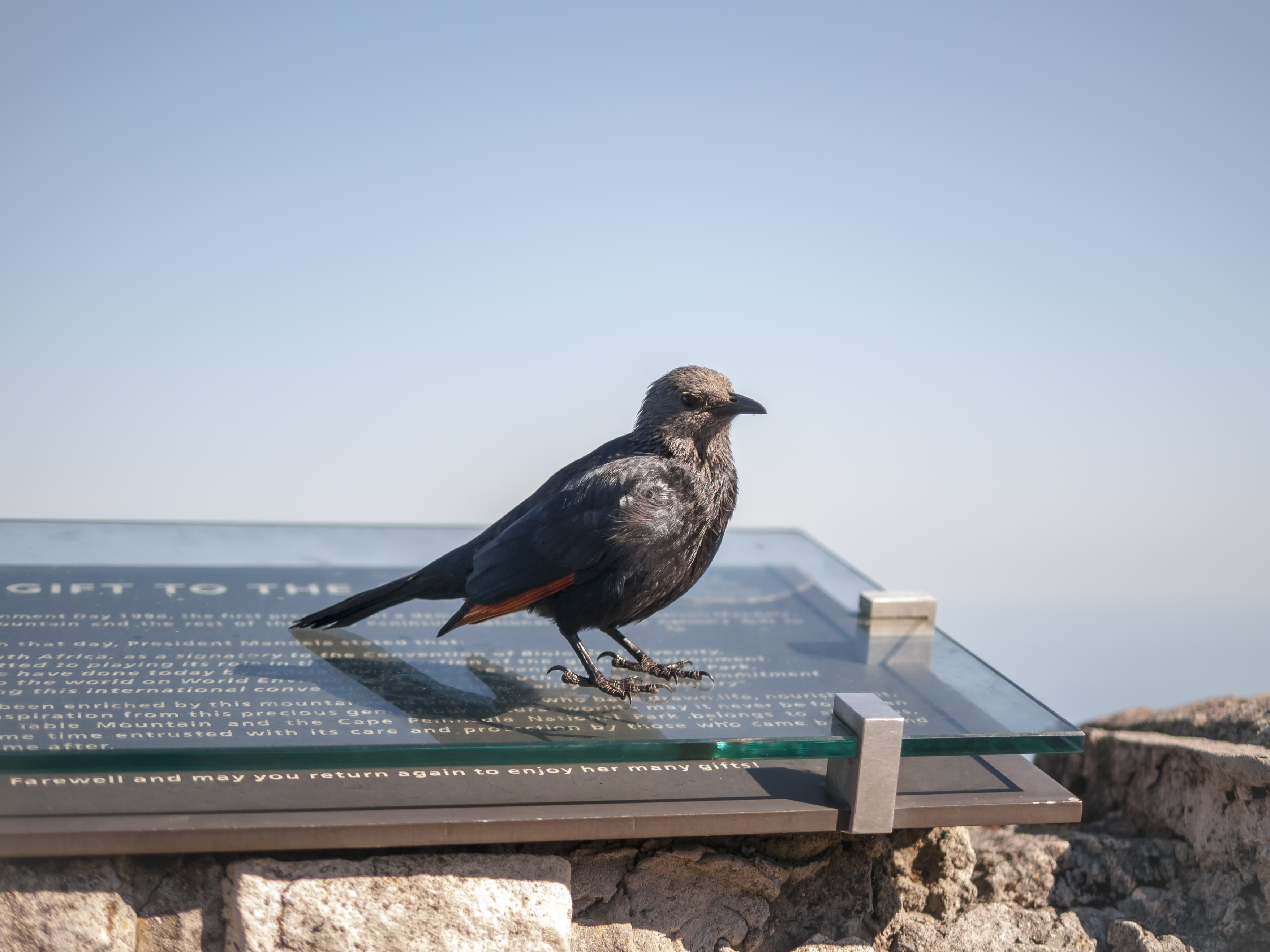 Female red-winged Starling, Cape Town ( 1050242)