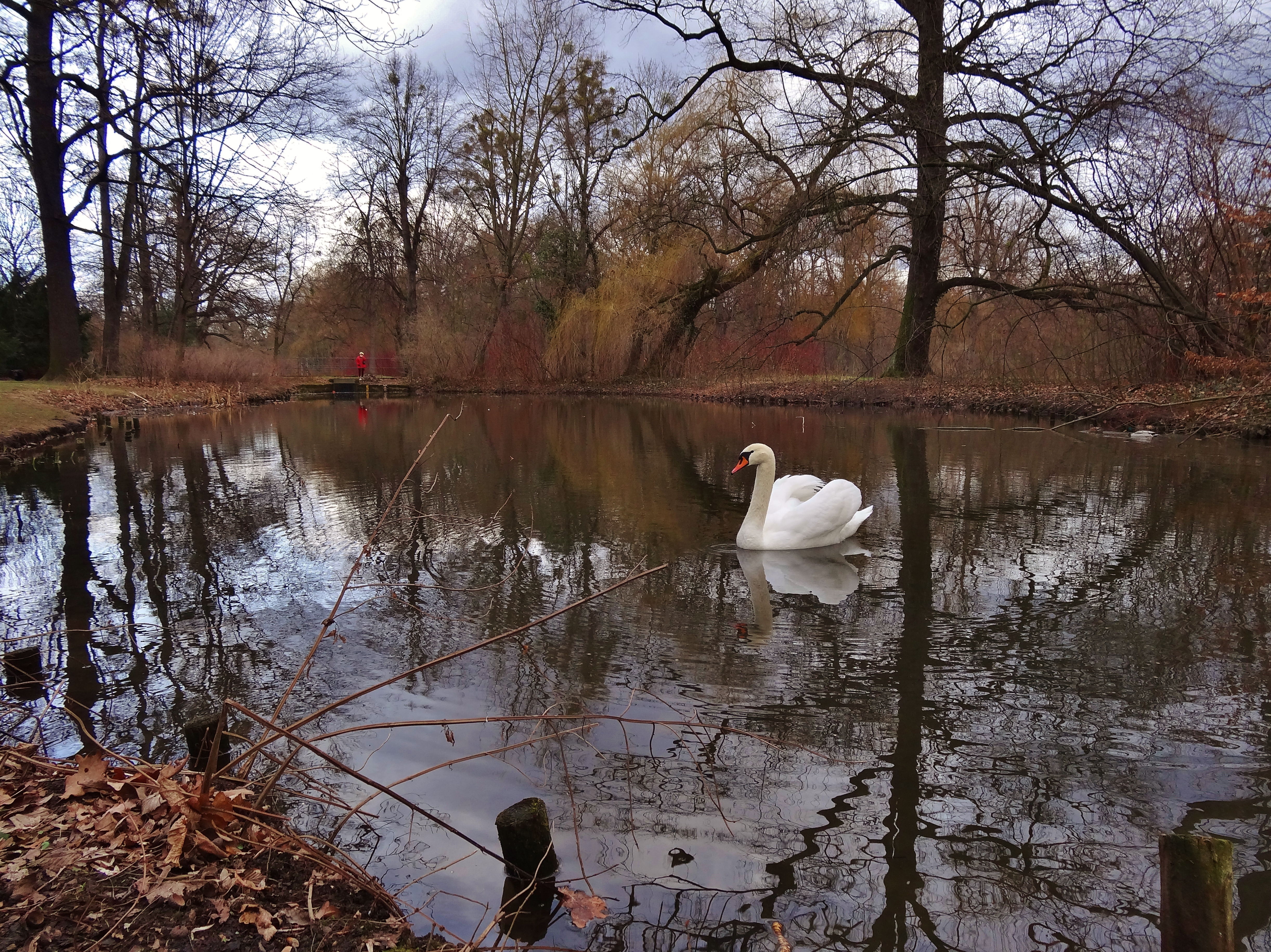 Female swan on the channel