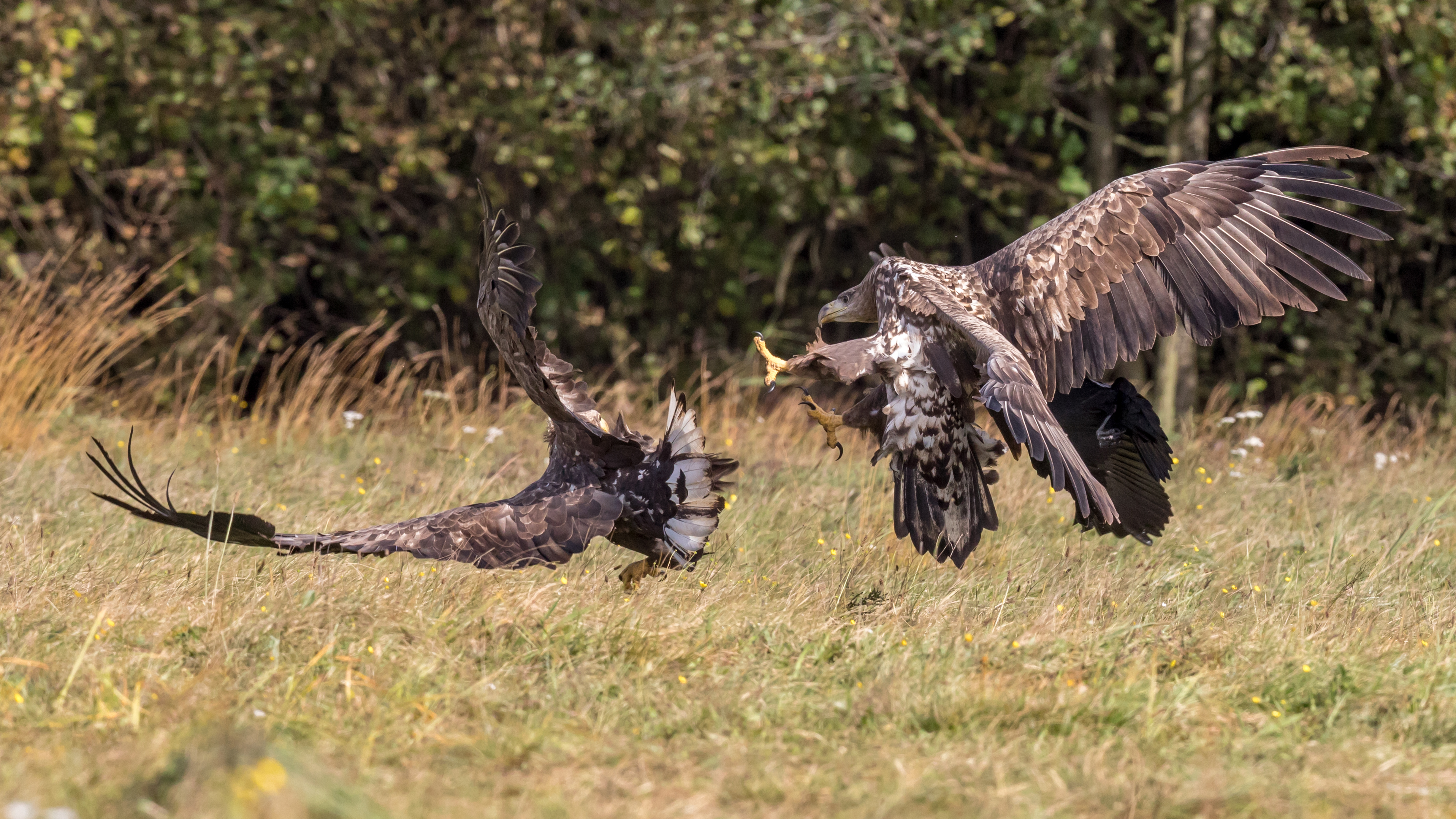 Fighting white-tailed eagles (Haliaeetus albicilla) (3)