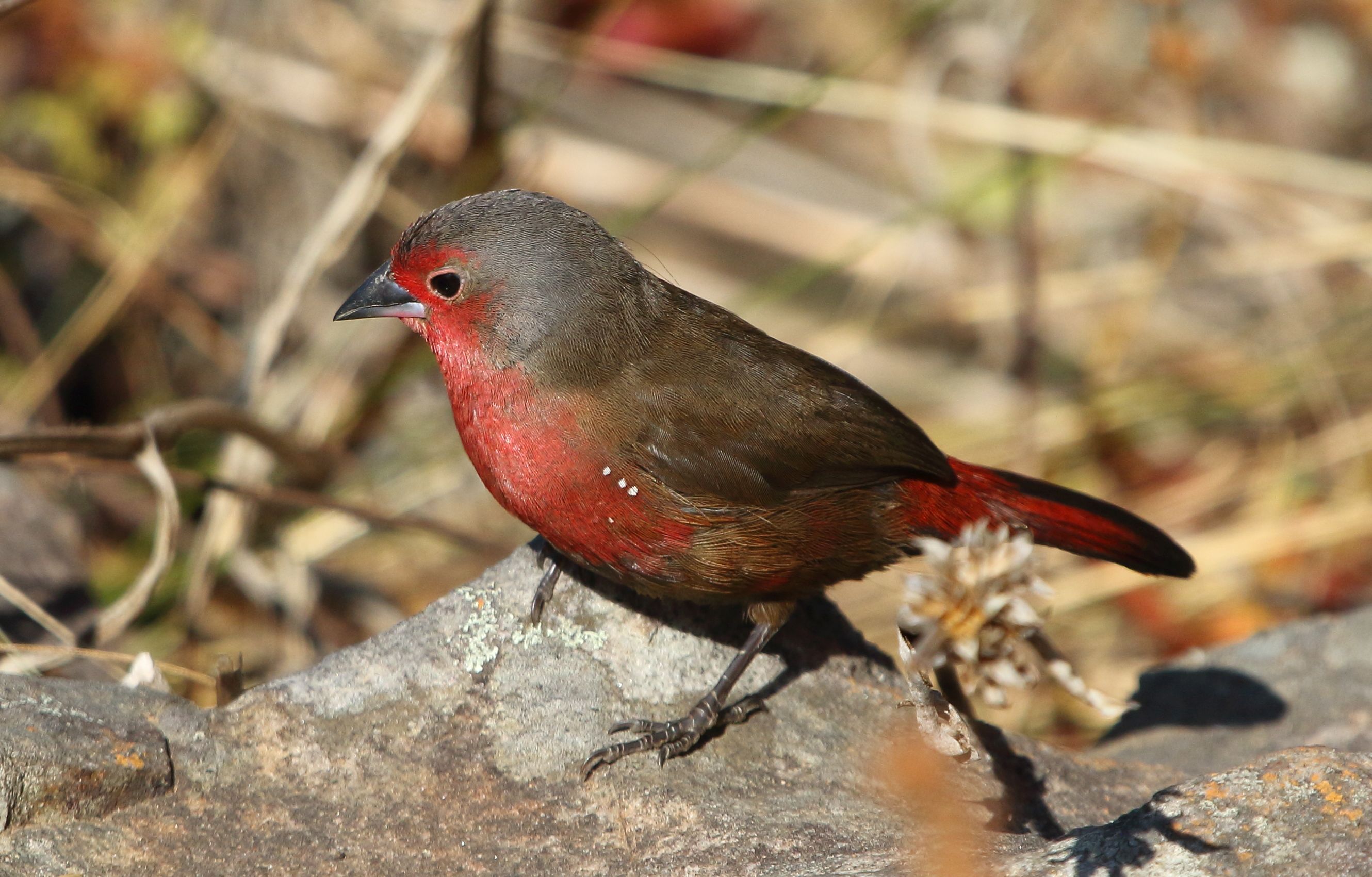Firefinch African 2017 07 02 11 45 37 0106c