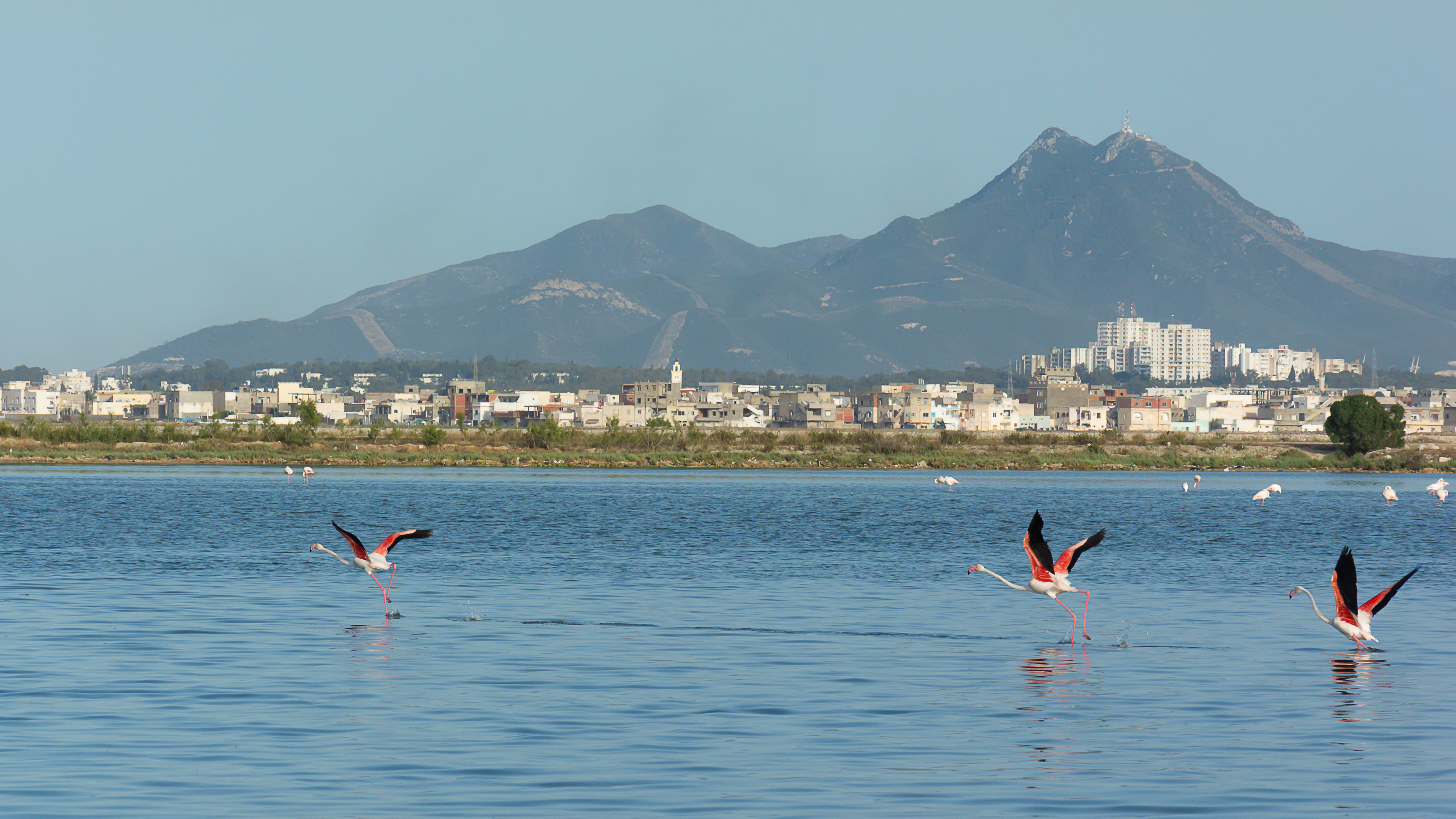 Flamants roses sur le Lac de Tunis