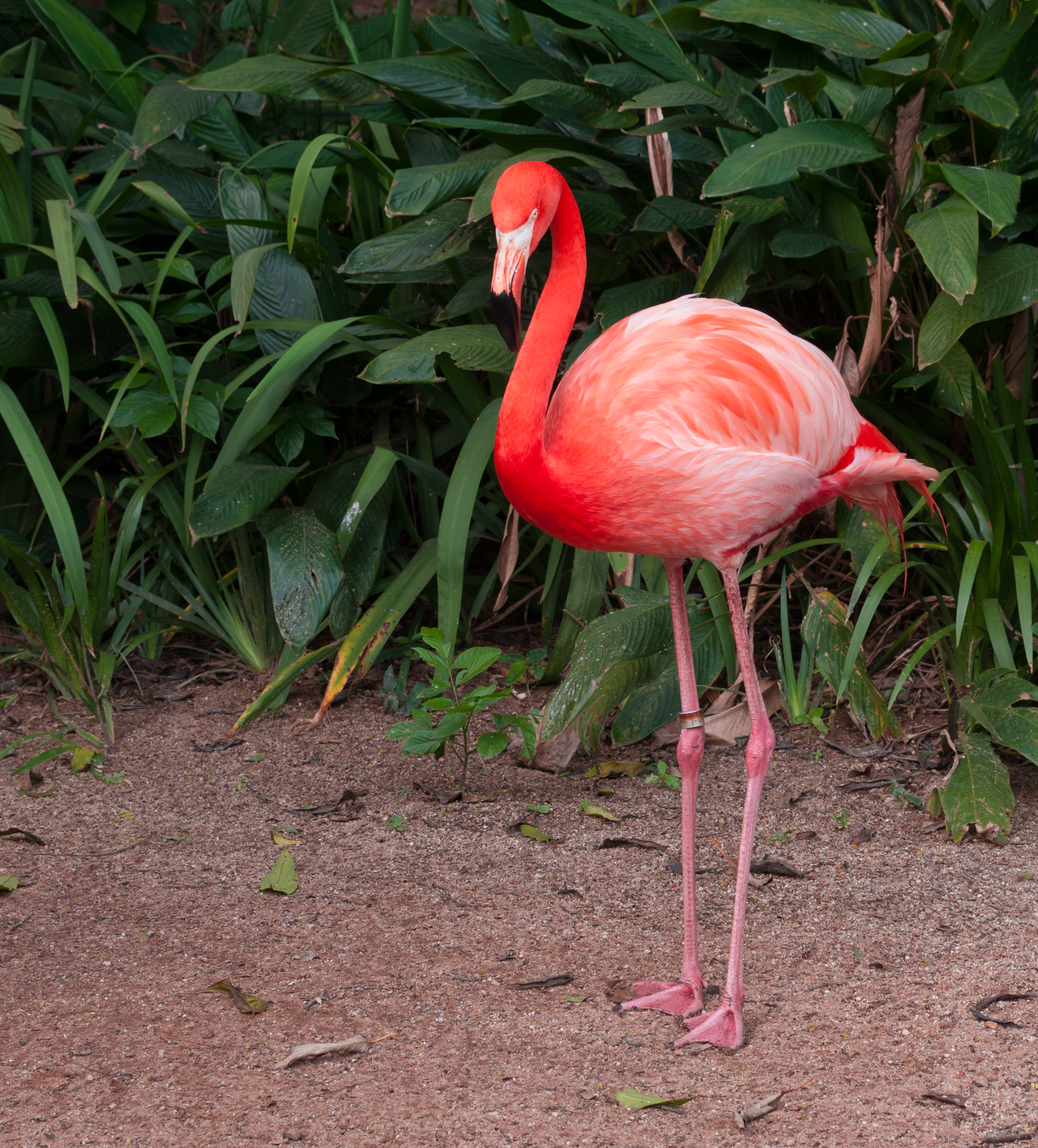 Flamenco in São Paulo Zoo 05