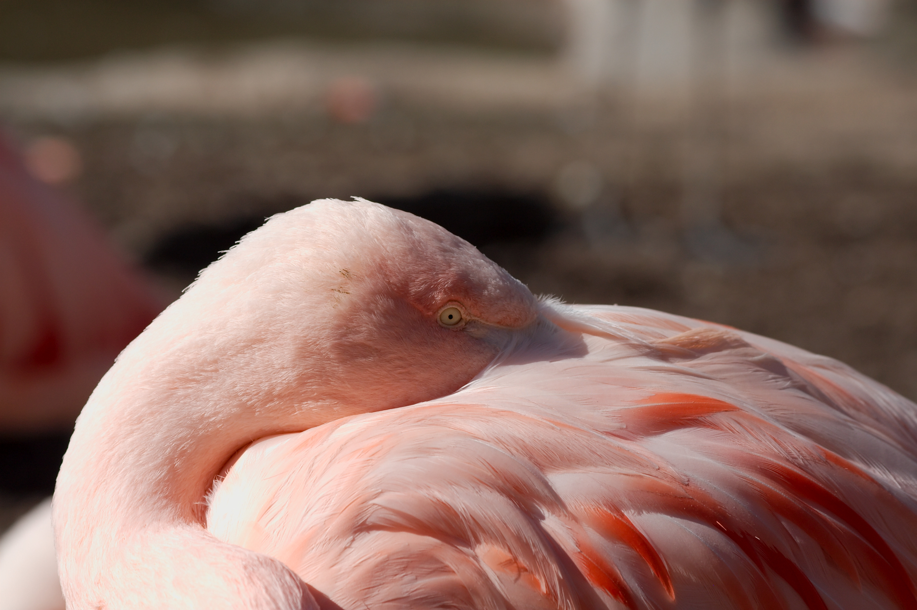 Flamingo 5056