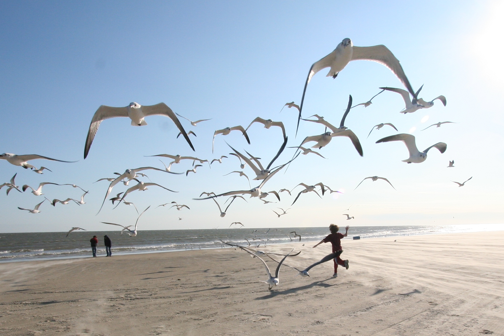 Движение счастья жизни. Море, Чайки. Счастье. Птицы над головой. Фотосессия на пляже с чайками.