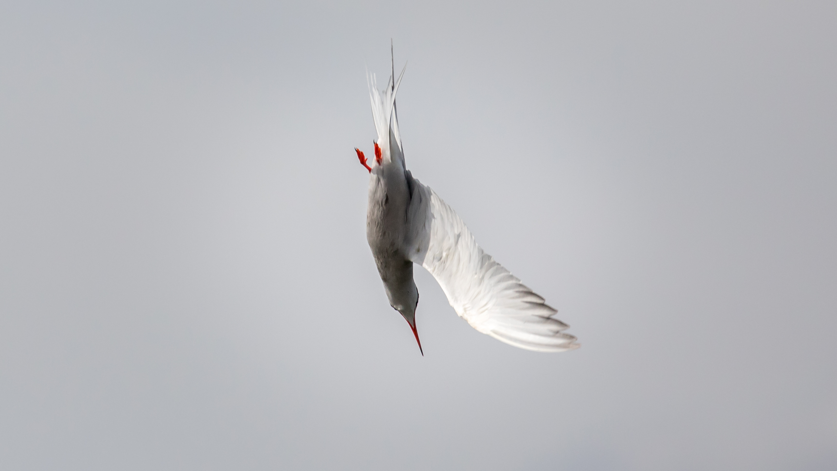 Fluss-Seeschwalbe im Vogelschutzgebiet Federseeried (DE-7923-401)-Jagdflug02