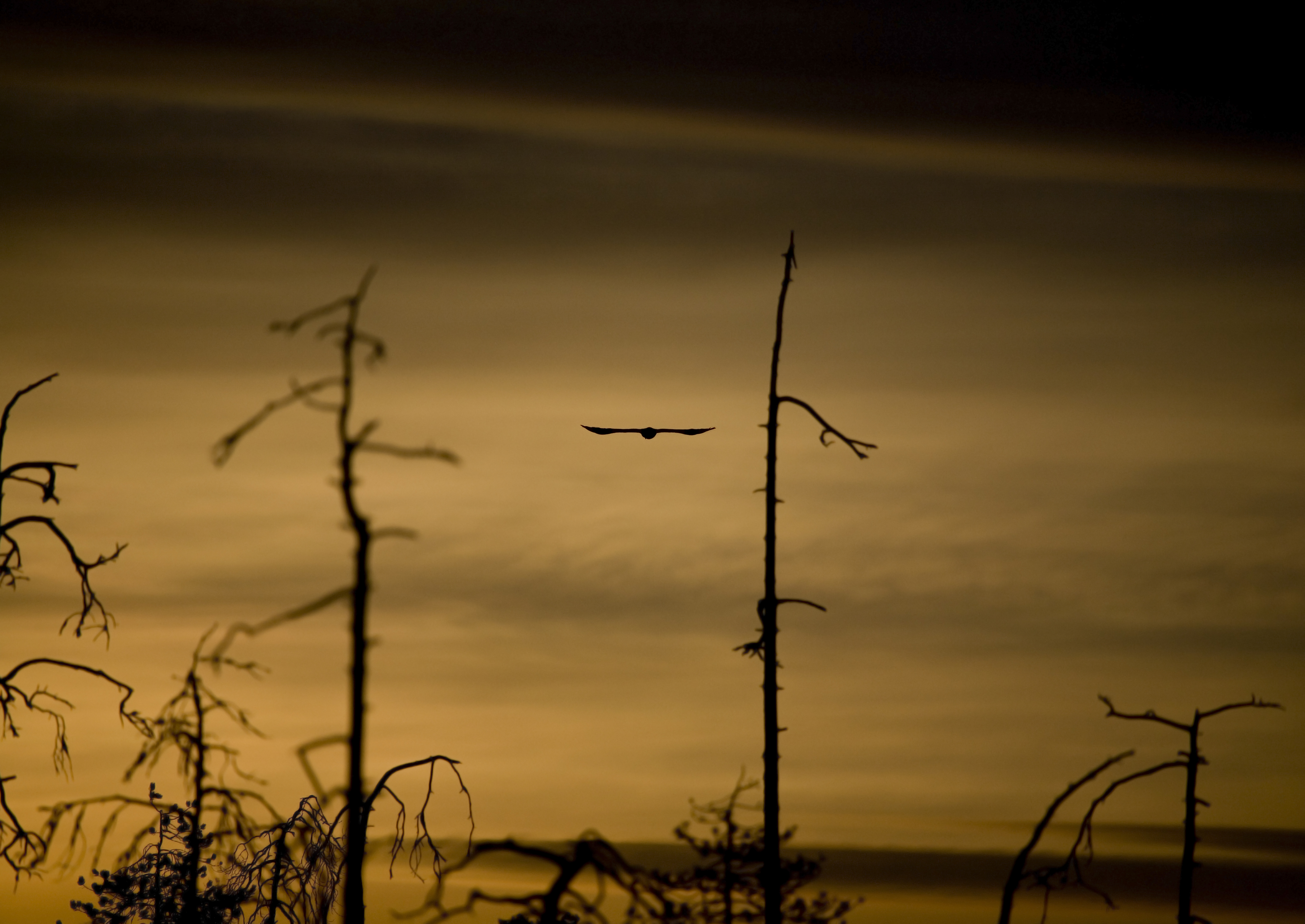 Flying bird