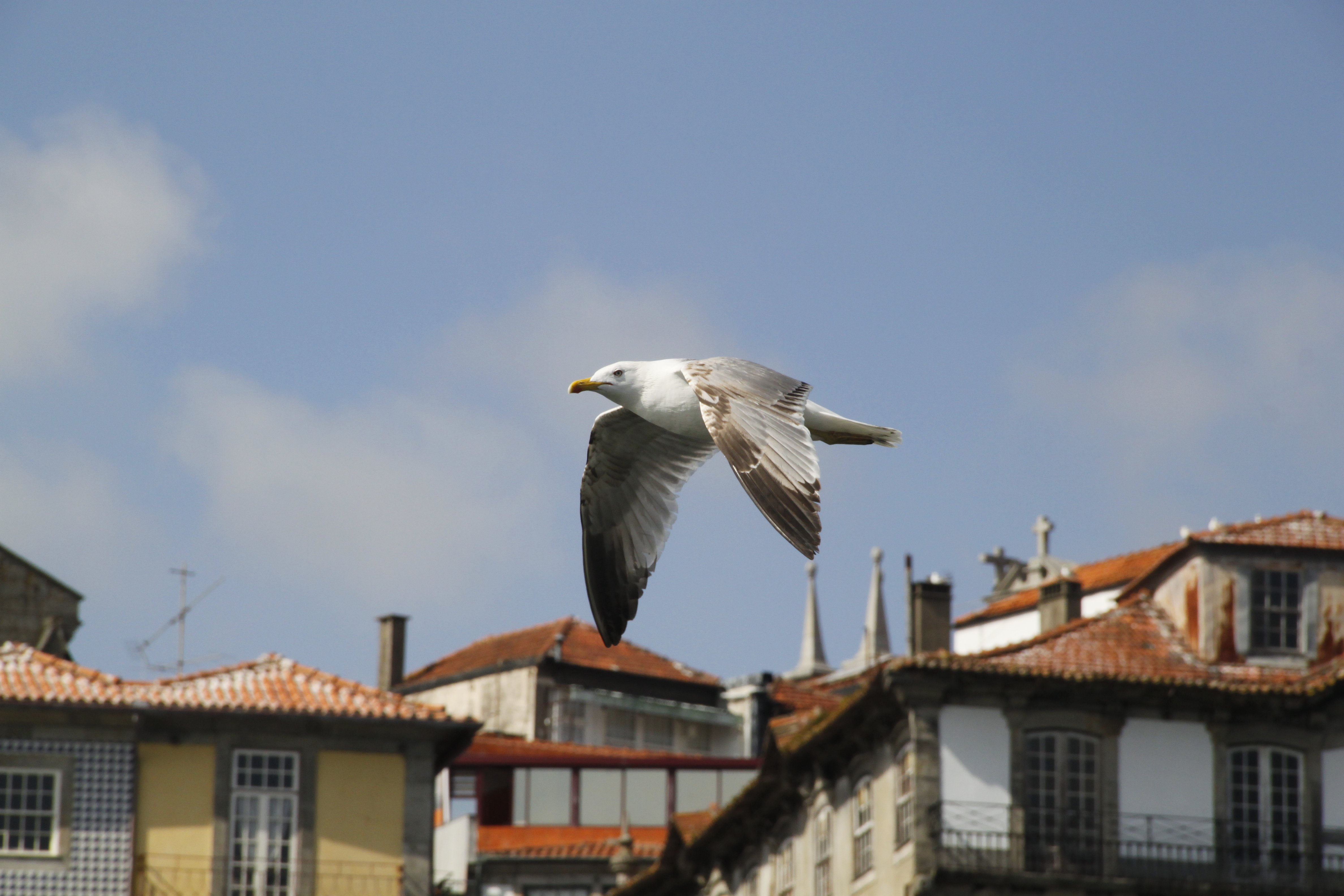 Flying gull in Portugal