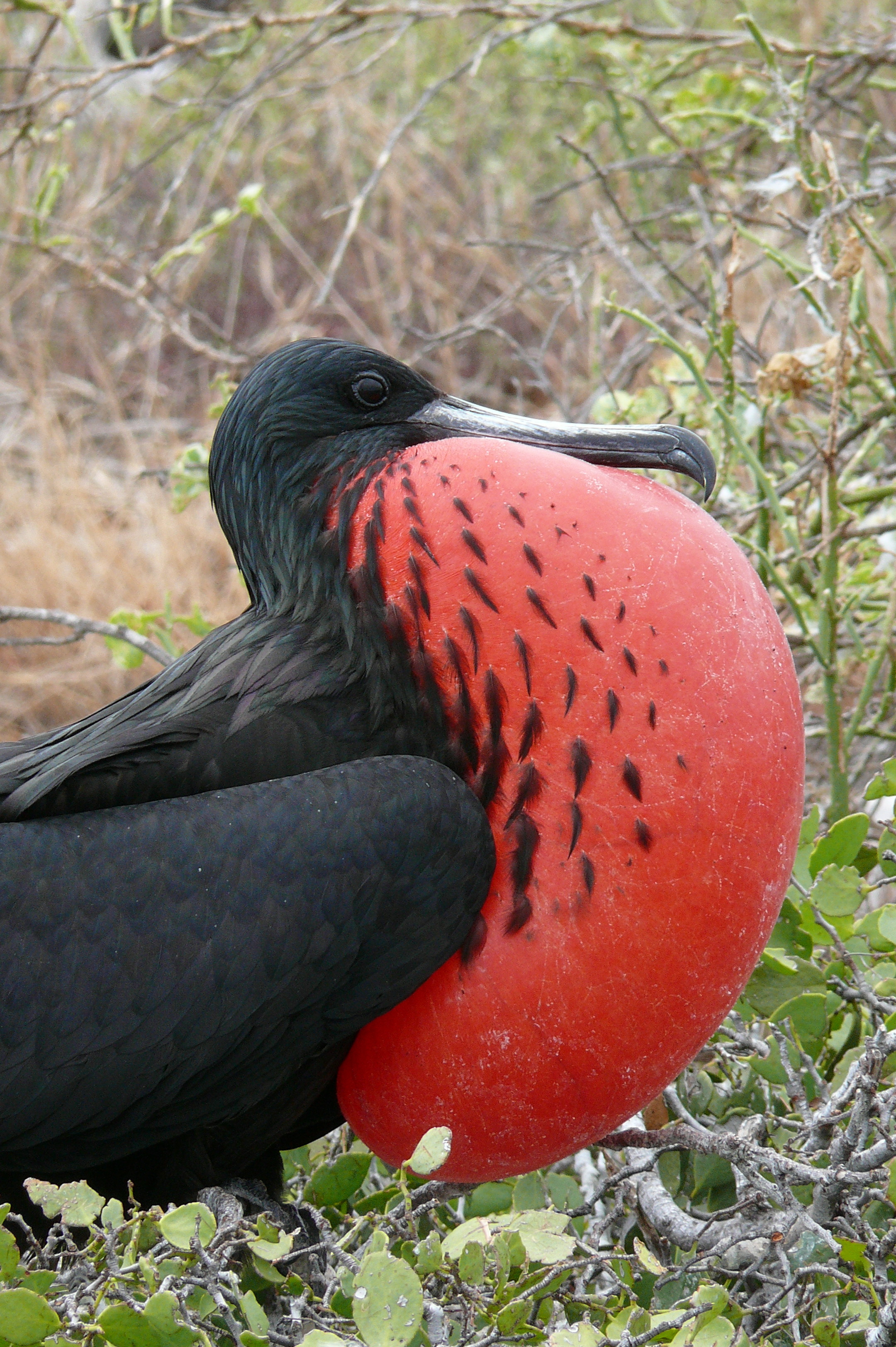Fregata magnificens