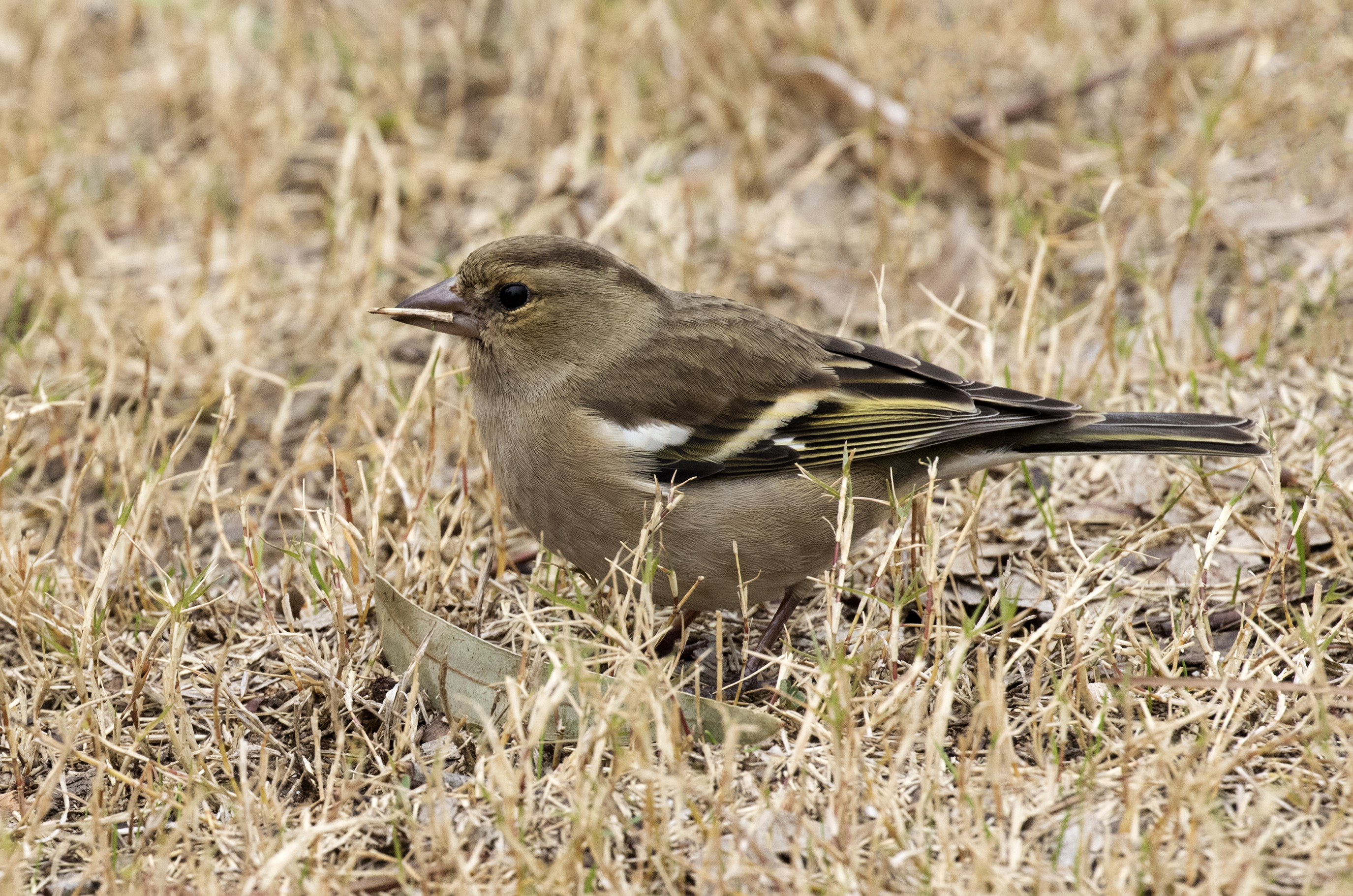 Fringilla coelebs - Chaffinch (female), Adana 2016-12-24 01-2