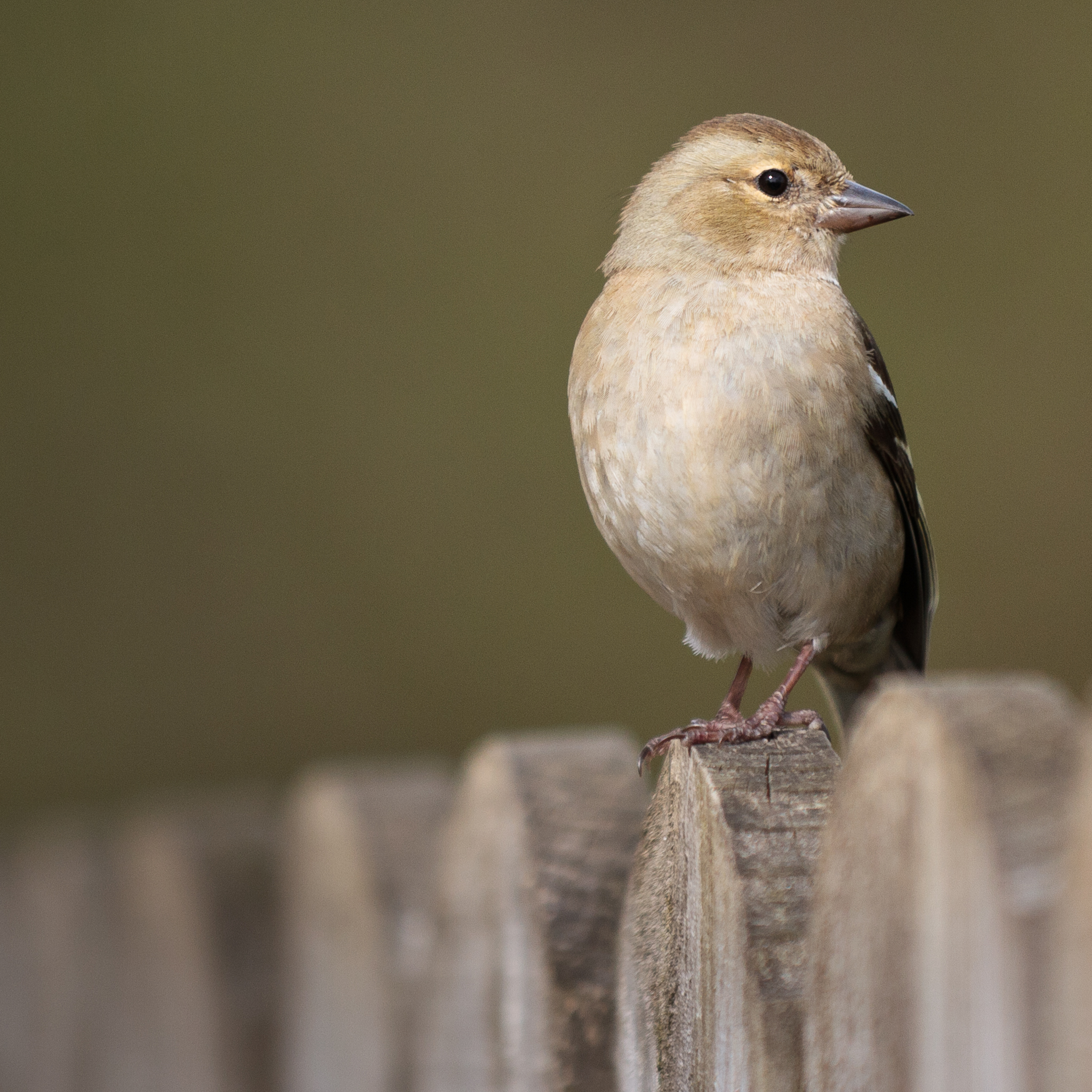 Fringilla coelebs -Ireland -female-8