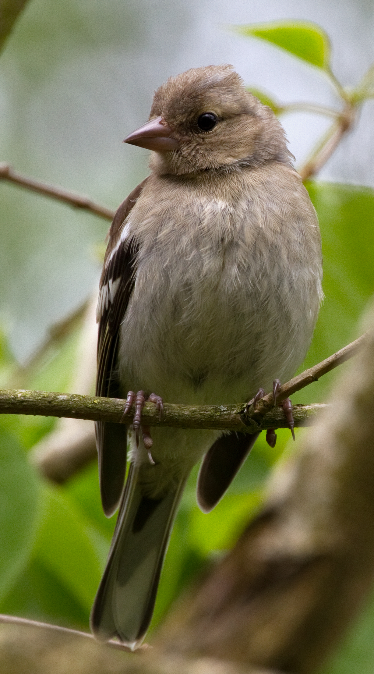 Fringilla coelebs -Quinton, Birmingham, England -juvenile-8