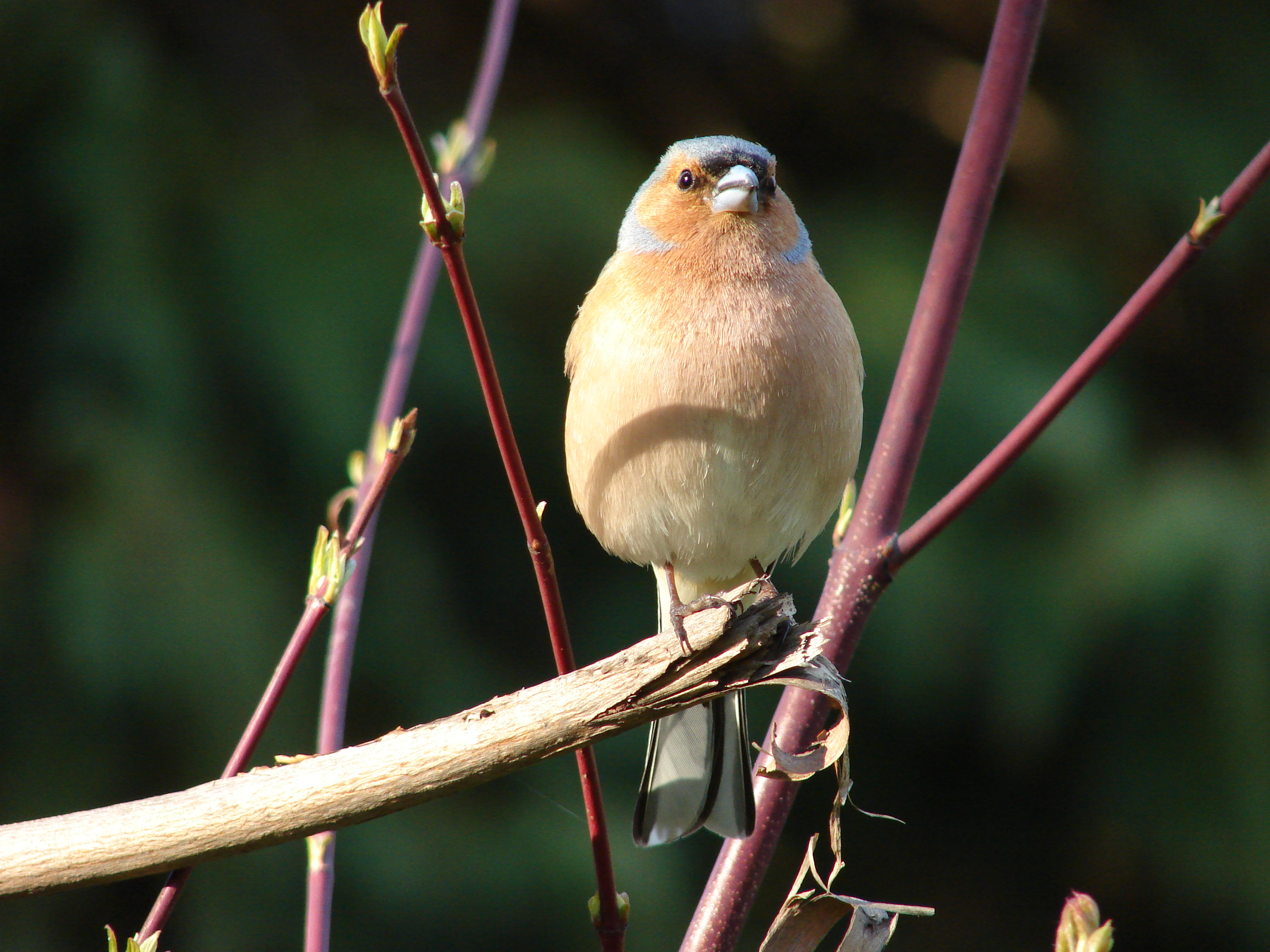 Fringilla coelebs (13010277874)