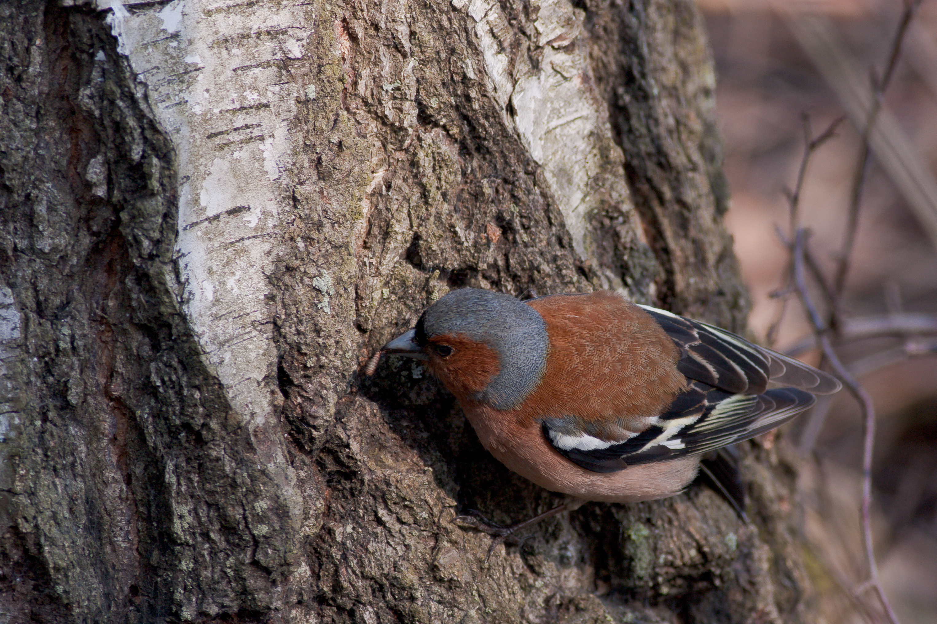 Fringilla coelebs eating