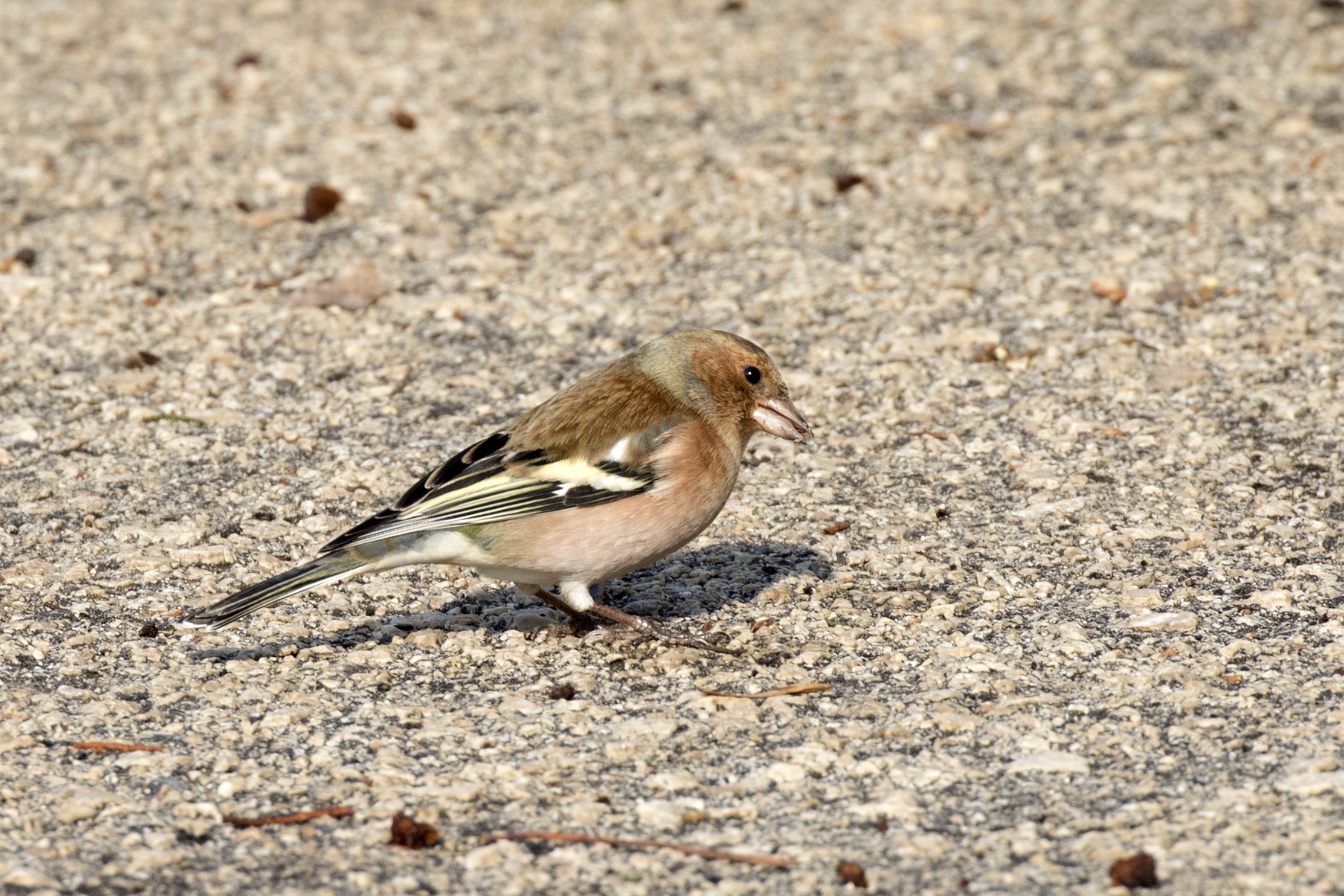 Fringilla coelebs syriaca - Syrian Chaffinch (male), Adana 2016-12-25 01-2