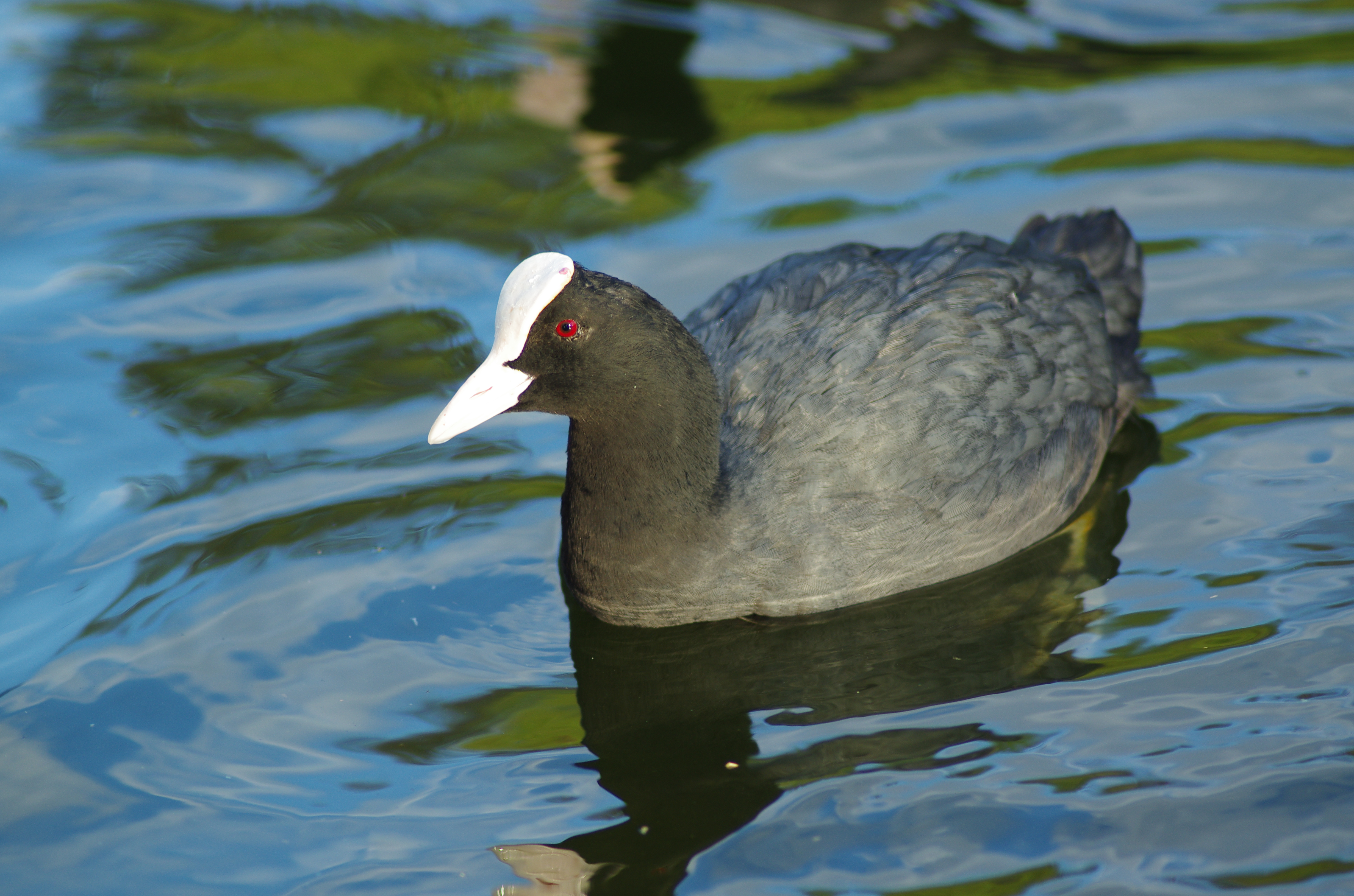 Fulica-atra