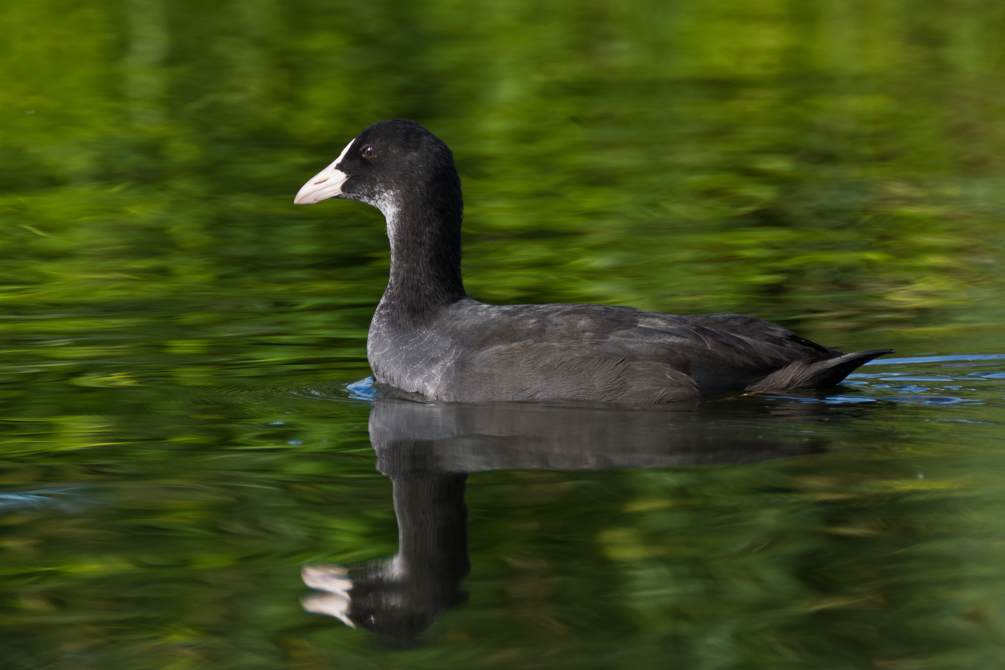 Fulica atra 01 (MK)