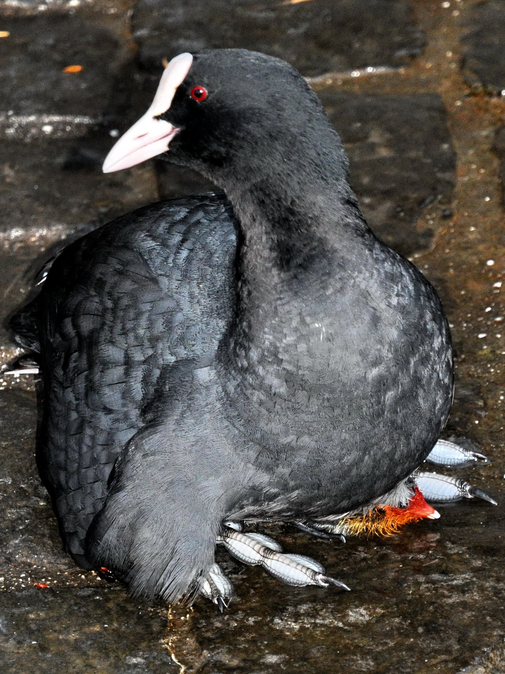 Fulica atra (Küken) - Utoquai 2011-06-27 21-10-42