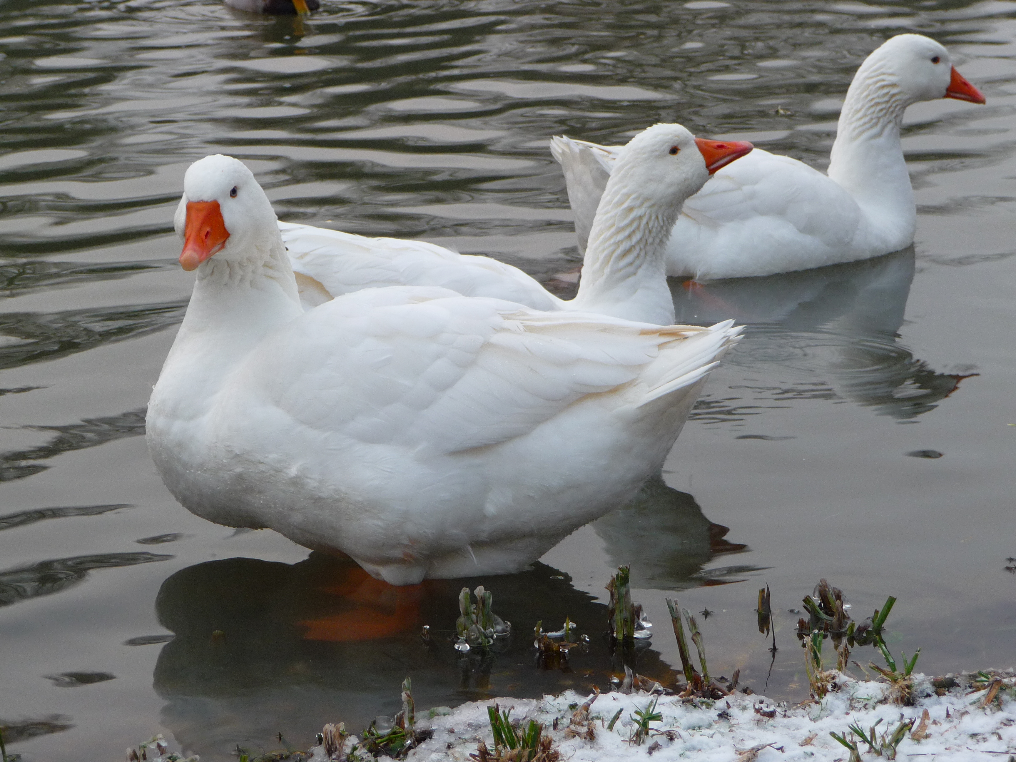 Gänsetrio