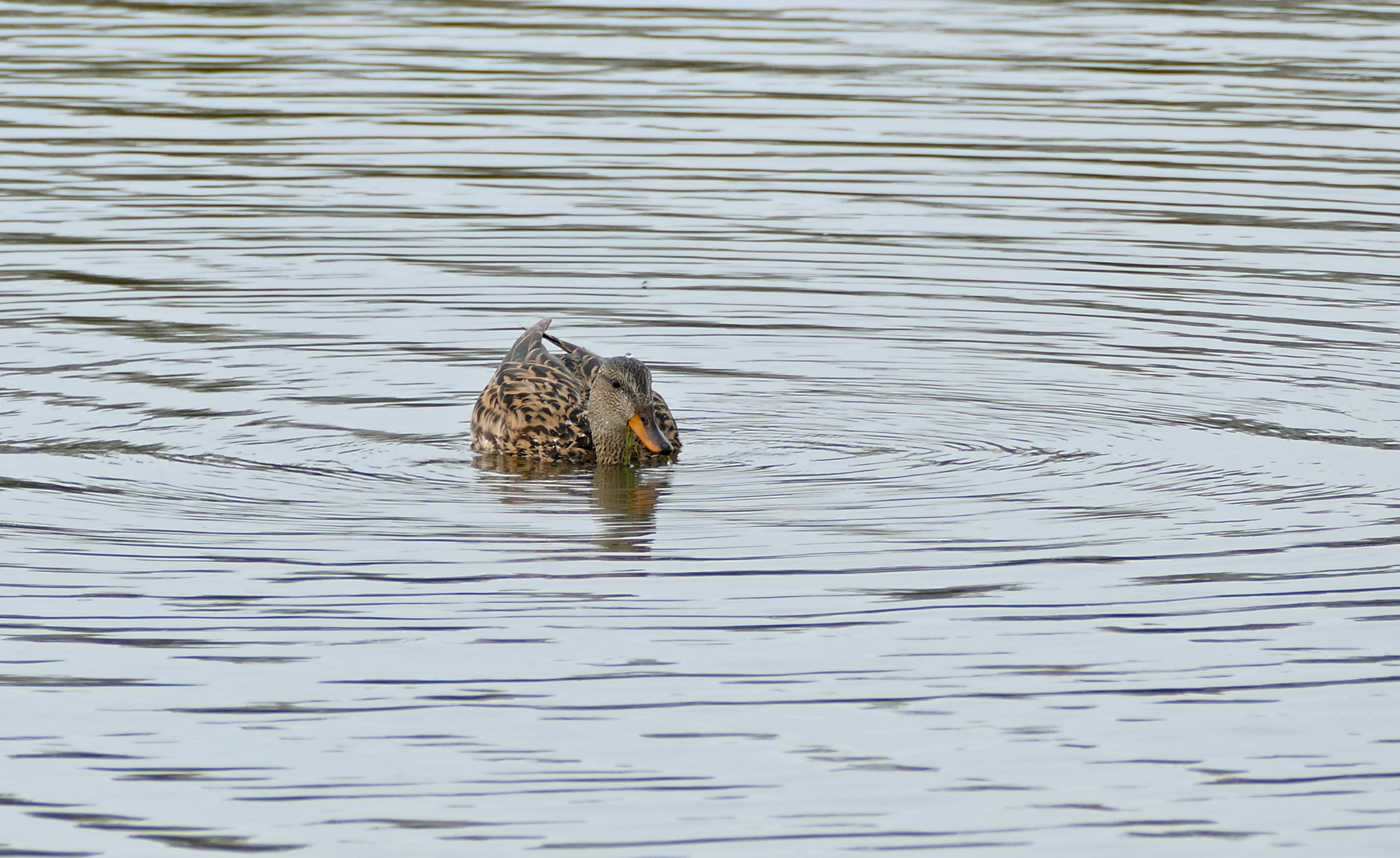 Gadwall (Anas strepera) female (26159762896)