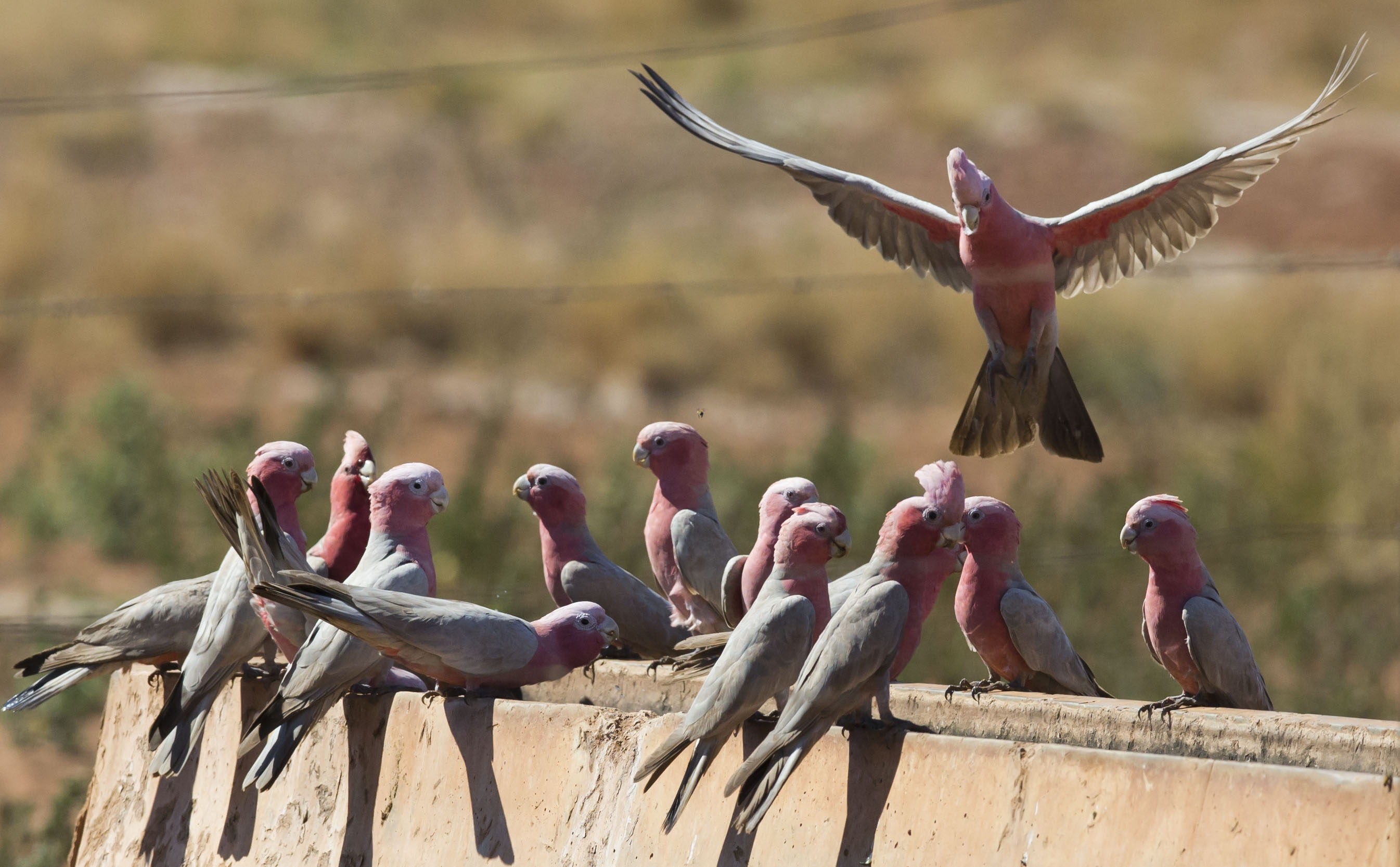 Galahs 6 (7857250744)