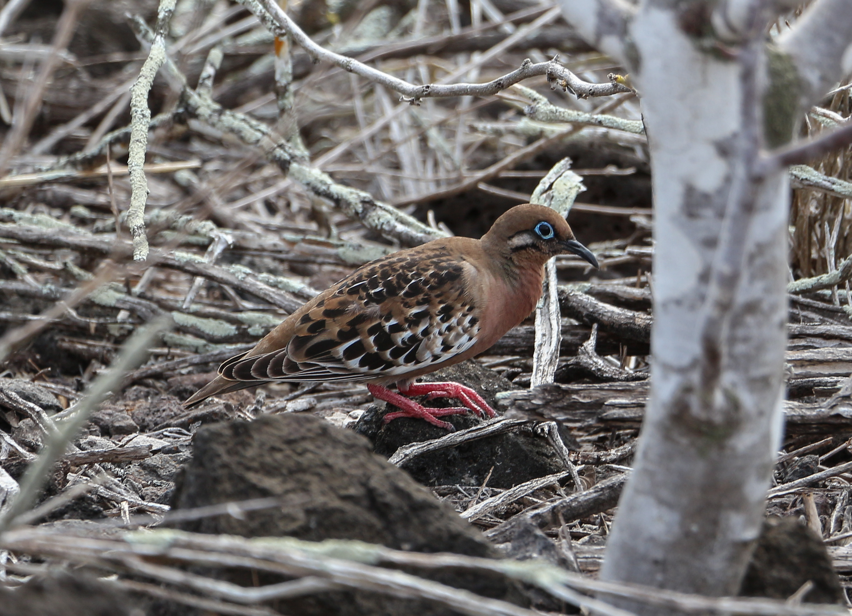 Galapagos dove 01